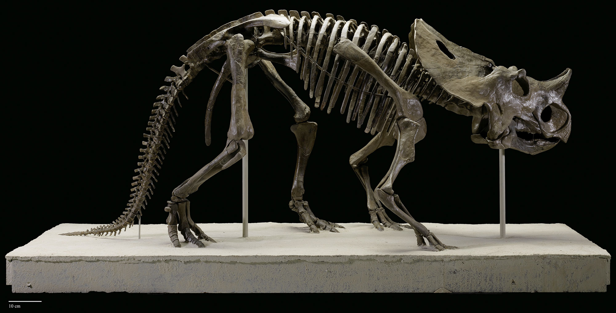 Photograph of a mounted skeleton of the horned dinosaur Brachyceratops from the Cretaceous Two Medicine Formation of Montana against a black backdrop. The photo shows a relatively small dinosaur standing on four legs. Its tail is long and drooping, with the tip resting on the ground. The skull as a single large nasal horn, two small bony bumps over the eyes, and a short frill extending backward over the neck. The mouth ends in a bony beak.