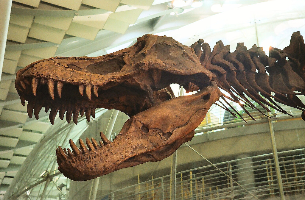 Photograph of a Tyrannosaurus skull on display at the California Academy of Sciences in San Francisco.