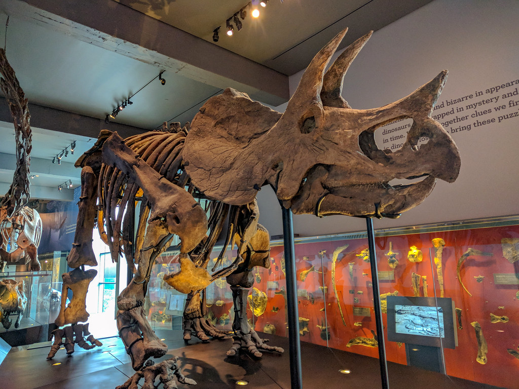 Photograph of a Triceratops skeleton on display at the Natural History Museum of Los Angeles County in California.