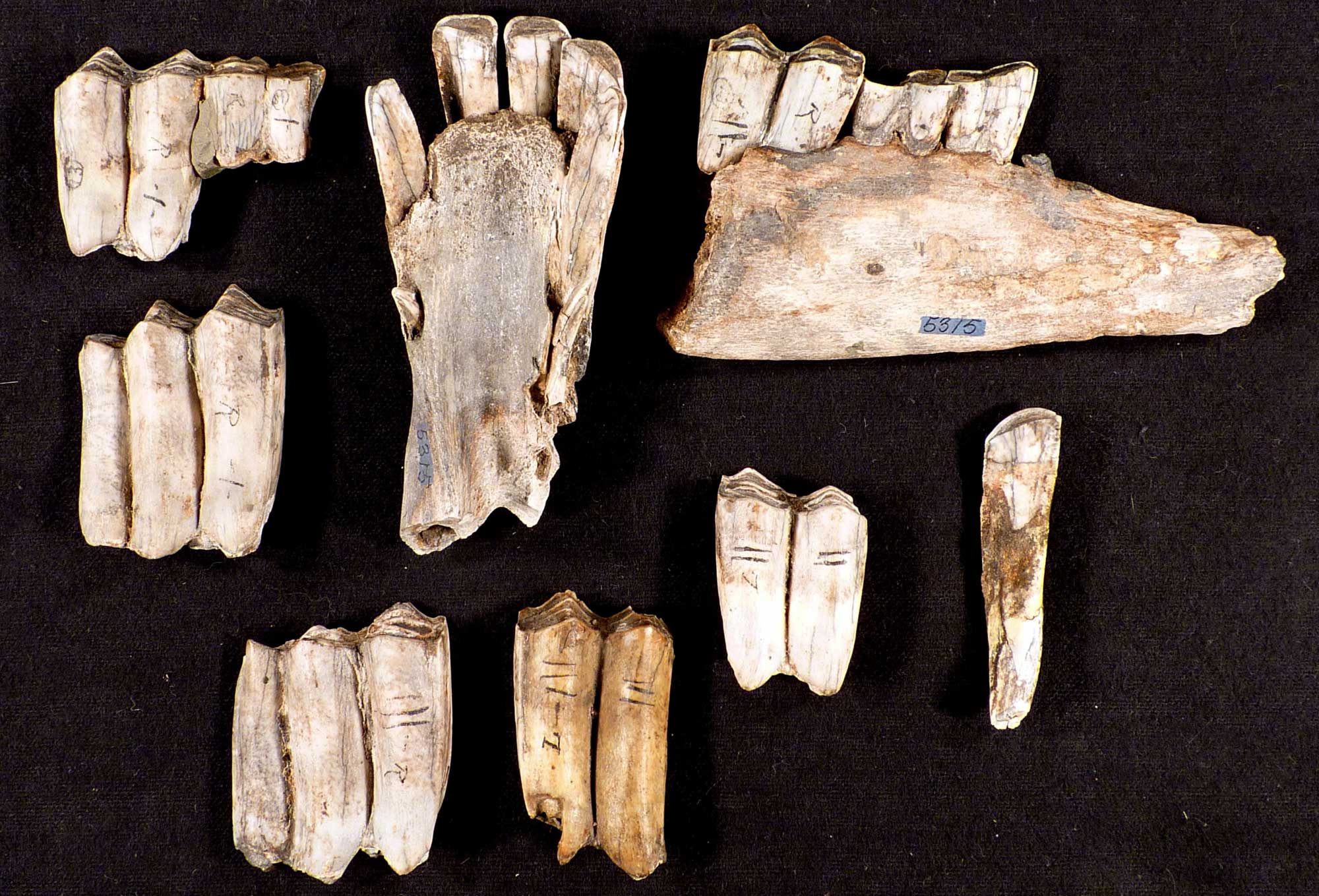 Photograph of teeth and jaw fragments from a fossil camel, Quaternary, Oregon. The photo shows seven isolated teeth and two jaw fragments with teeth laying on a black velvet background. There is no scale bar.