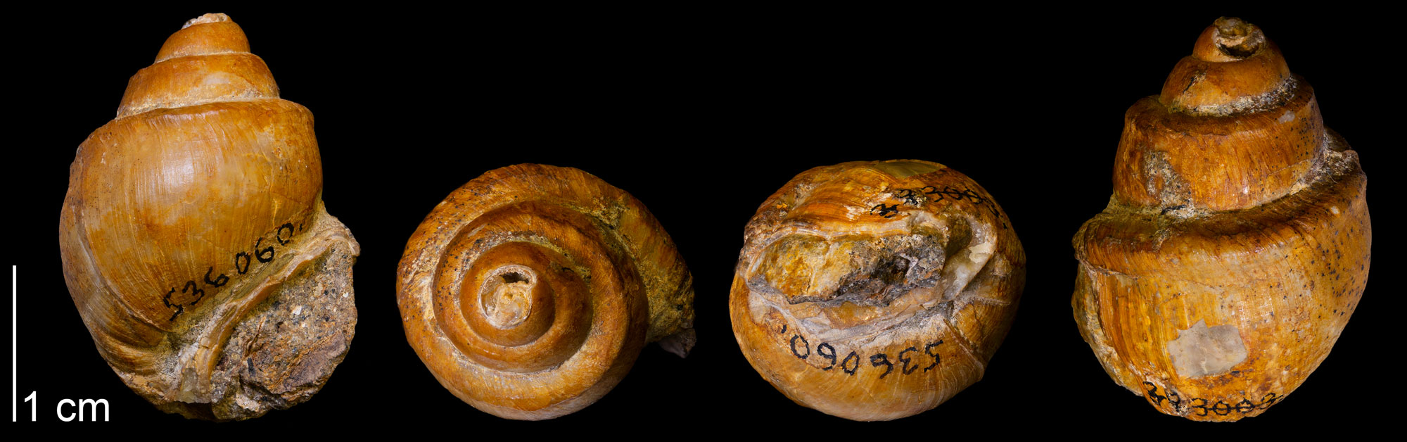 Photograph of a fossil snail shell from the Cretaceous of Wyoming. The photo shows the shell in four views, one from the side showing the aperture, one from the top, one from the bottom, and one from the back. The shell is roughly ovate in lateral view is deep ridges in the turns of the spire. The shell is orange in color and relatively smooth.
