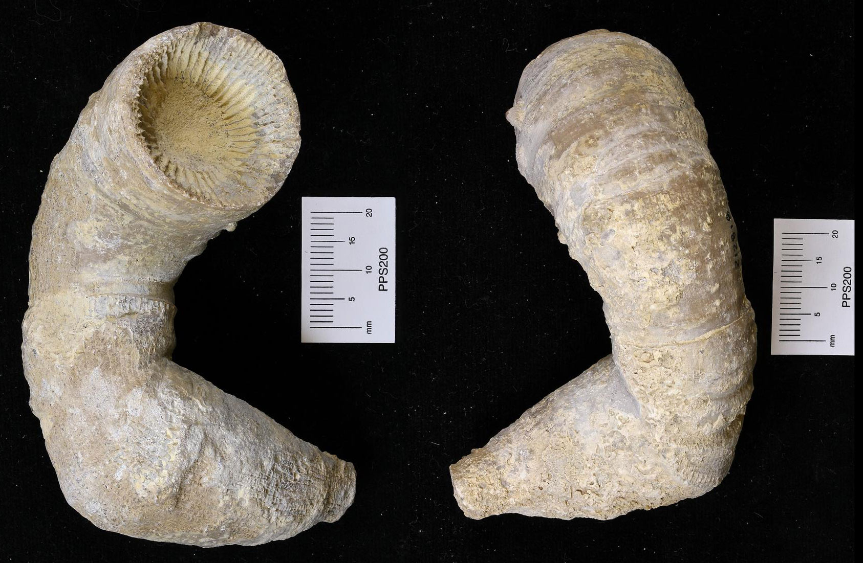 Photograph showing two views of a rugose coral or horn coral from the Pennsylvanian of eastern Nebraska. The photo shows a columnar specimen that is truncated at the top and tapers at the bottom, with a nearly 90-degree bend about 1/3 of the way from the bottom. In the left view, the septa inside the top of the coral can be seen.