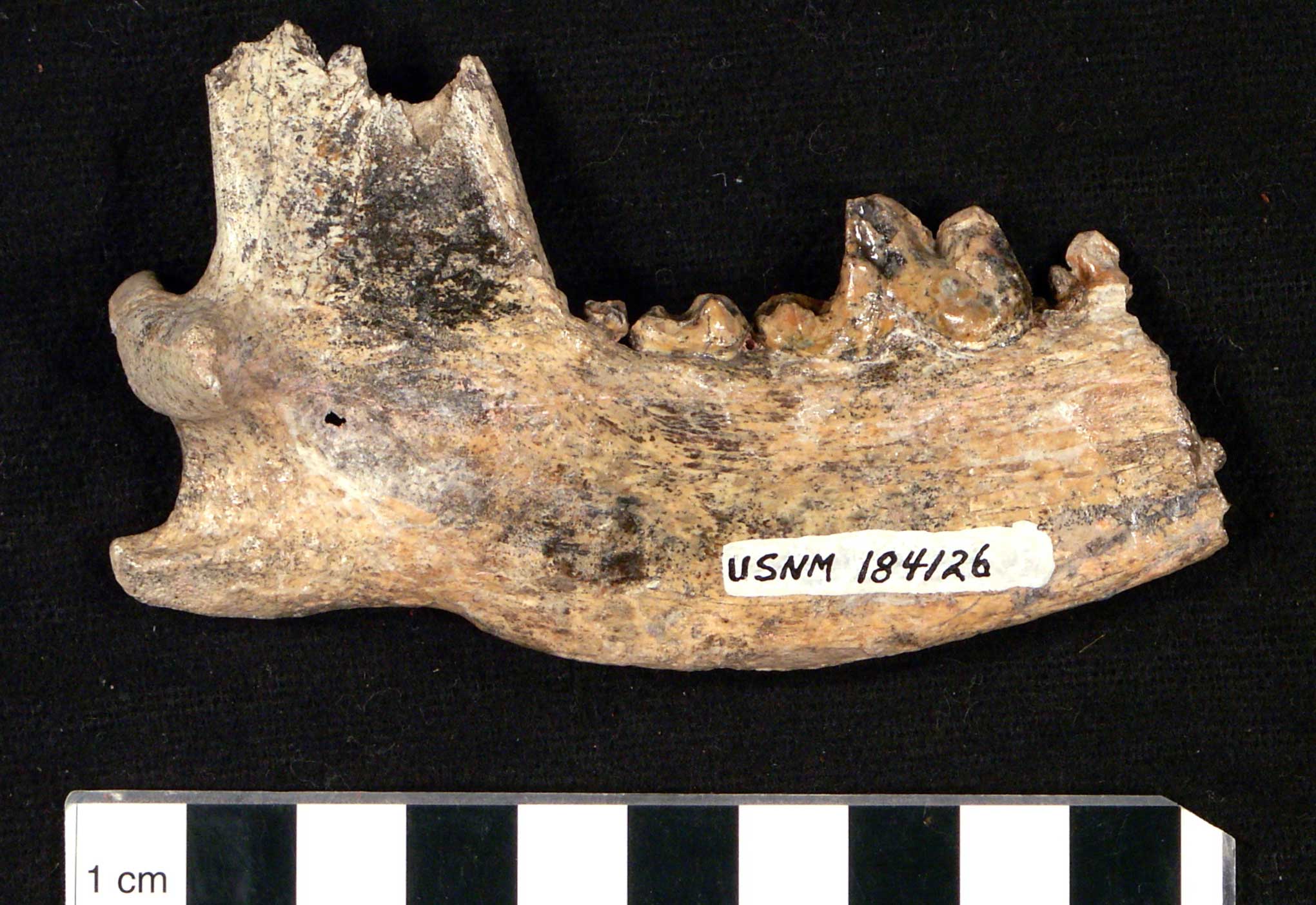 Photograph of the lower jaw of an Edward's wolf from the Pleistocene Bruneau Formation of Idaho. The photo shows one side of a jaw, the with hinge toward the left and the tip (which has been broken off) to the right. A few molars are in the jaw. Total length is about 10 centimeters based on the scale at the bottom of the photo.