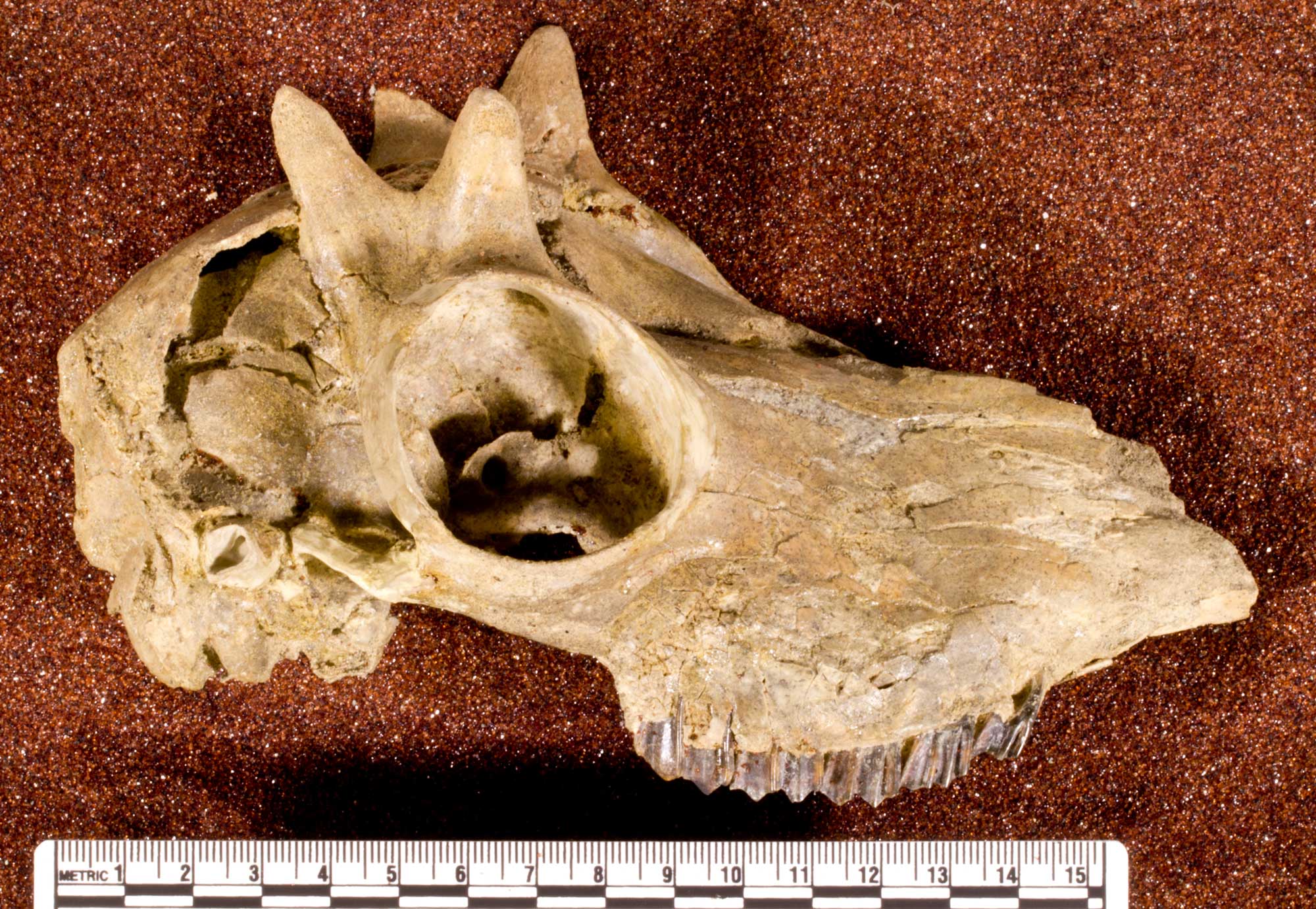Photograph of the skull of a dwarf pronghorn antelope from the Pliocene Hagerman Lake Beds, Idaho. The photo shows a skull missing the lower jaw, with the nose facing right. The skull has a large eye socket with a short, bifurcated horn above it. Total skull length is just over 15 centimeters.