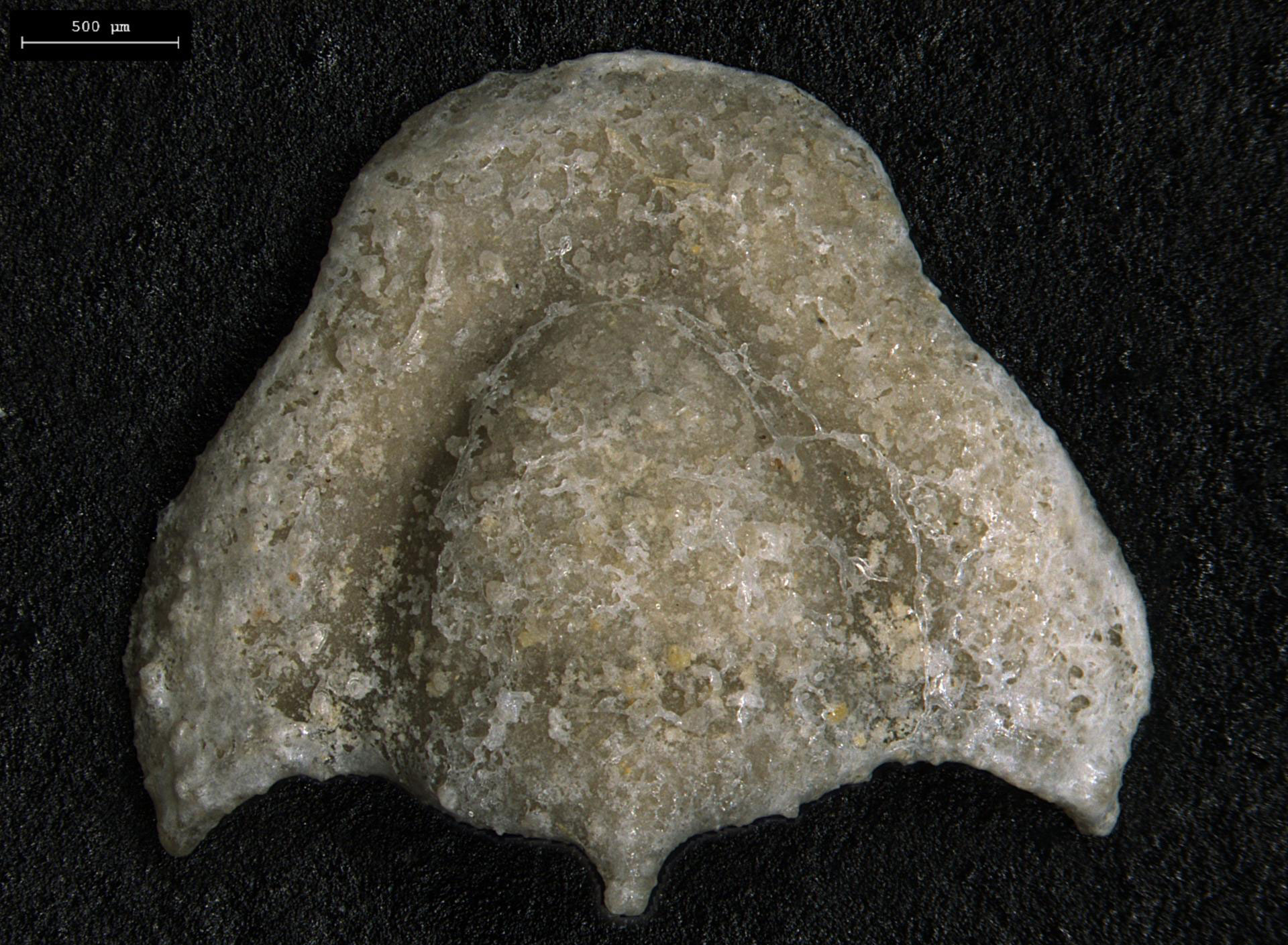 Photograph of a trilobite cephalon (head) from the Ordovician Grove City Formation of Idaho. 