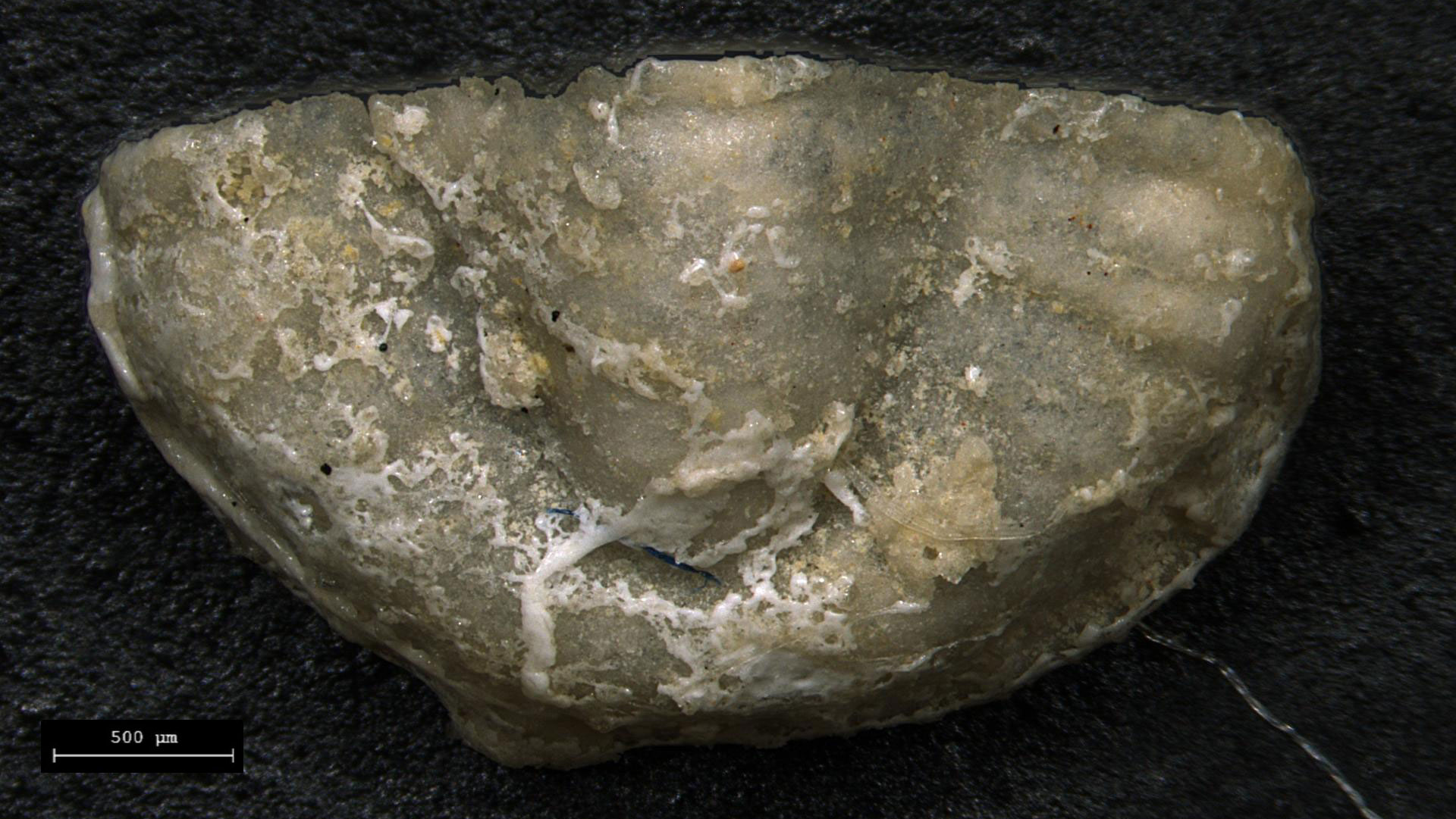 Fossils Of The Basin And Range — Earthhome 