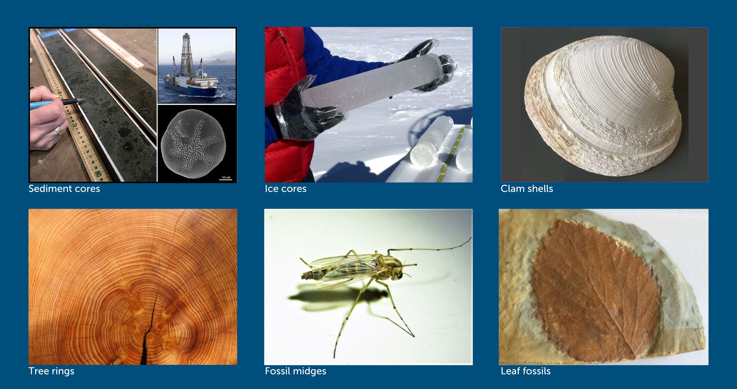 Collage of images of different climate proxies: sediment cores, ice cores, clam shells, tree rings, fossil midges, and fossil leaves.