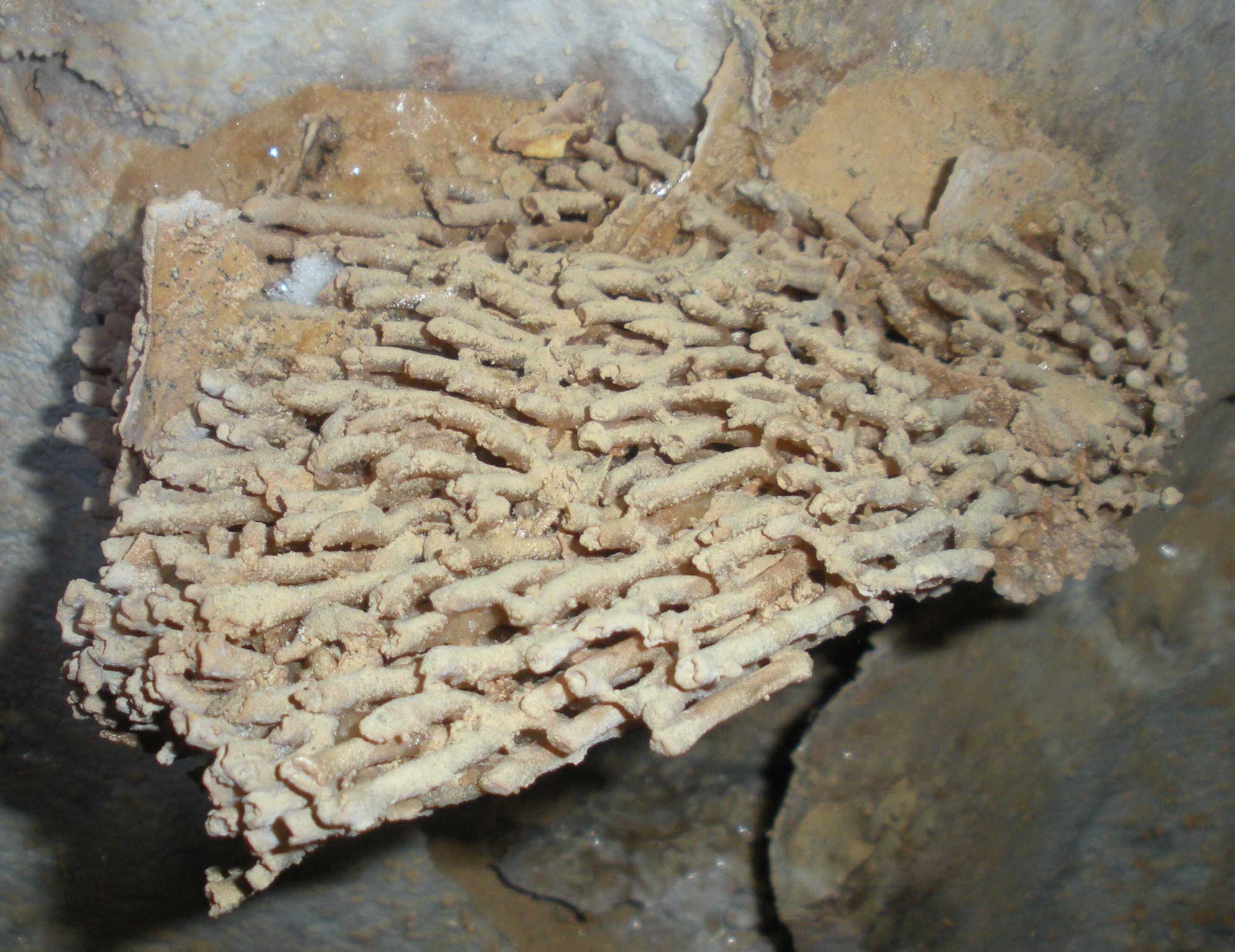Photograph of Mississippian Pahasapa Limestone in Wind Cave with a colonial coral specimen exposed on its surface. The coral appears to be made up of a group of elongated columns or tubes. The specimen is oriented horizontally in the image.