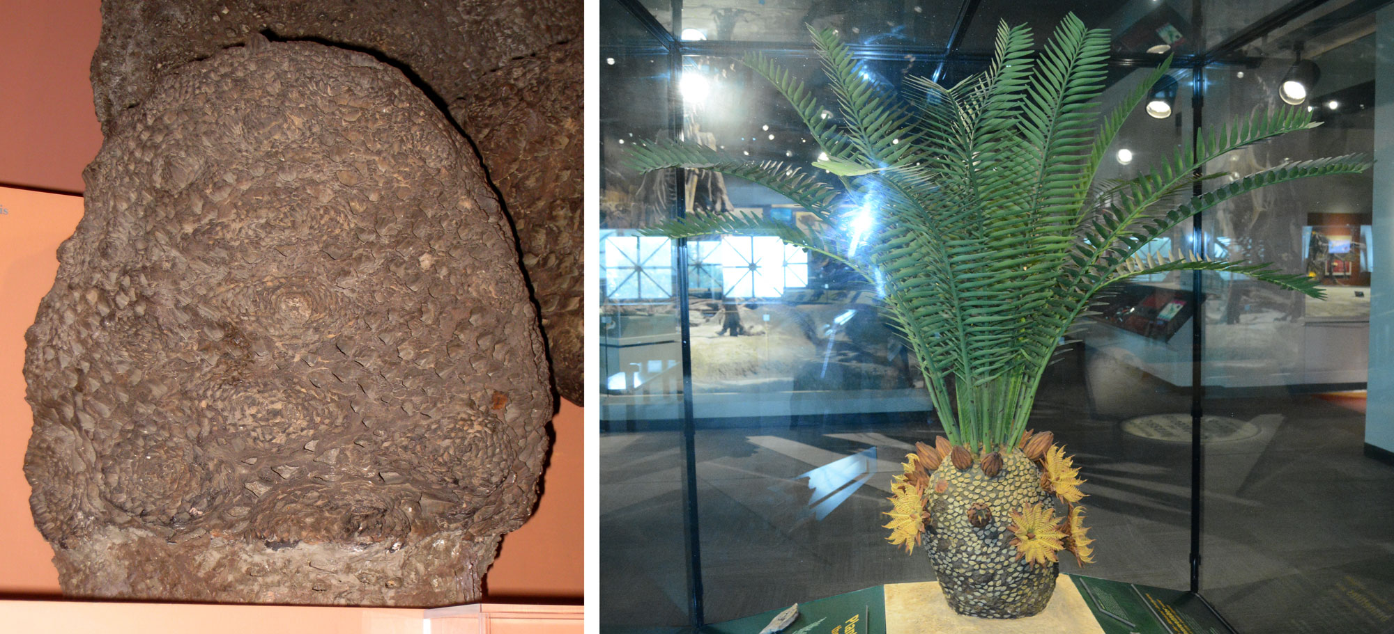 2-Panel image made up of photographs of cycadeoids. Panel 1: Photo of a specimen of Cycadeoidea dacotensis from the Early Cretaceous of South Dakota on display in a museum. The specimen is a single petrified trunk. The trunk is short, thick, and rounded at the top. It is covered with diamond-shaped leaf bases that are helically arranged. Panel 2: Model of a living cycadeoid on display in a museum. The living plant and a short, thick stem with a cluster of pinnately compound leaves growing from the top. On the sides of the trunk are flower-like open cones and somewhat conical closed cones.