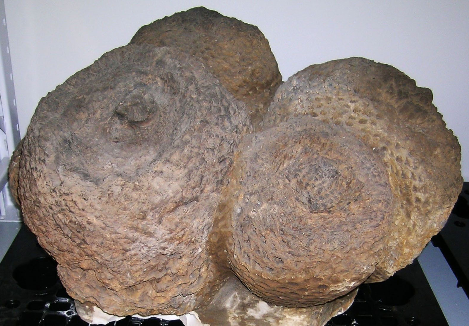 Photograph of a specimen of Cycadeoidea marshiana from the Early Cretaceous of South Dakota. The specimen is a cluster of four petrified trunks. The trunks are short, thick, and rounded at the top, with a depression at the apex with a central projection that could be the place where the leaves attached. Each trunk is covered with diamond-shaped leaf bases that are helically arranged.