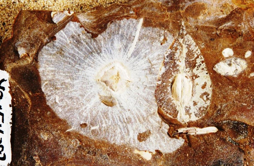 Photograph of a fossil specimen of Cyclocarya from the Paleocene Fort Union Formation of North Dakota. The photo shows a reddish-brown rock preserving at least two fossil fruits. The fruits are white in color. One fruit shows a central diamond-shaped nutlet surround by a large circular wing with radiating veins. The other shows a nutlet but no wing. A third nutlet may be preserve on the right of the image.