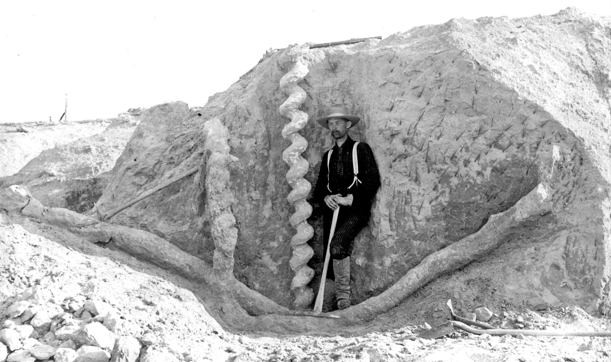 Black and white vintage photograph of a Daemonelix or devil's corkscrew, the burrow of an ancient beaver. The photo shows a man in long-sleeved shirt, long pants, knee-high boots, suspenders, and a broad-brimmed hat holding a pick. The pick and one of the man's foot are resting on the horizontal part of an infilled burrow that has been excavated from a hillside. Next to the man, a corkscrew-like burrow extends to the surface of the excavated hill. Other branches of the burrow complex can also be seen.