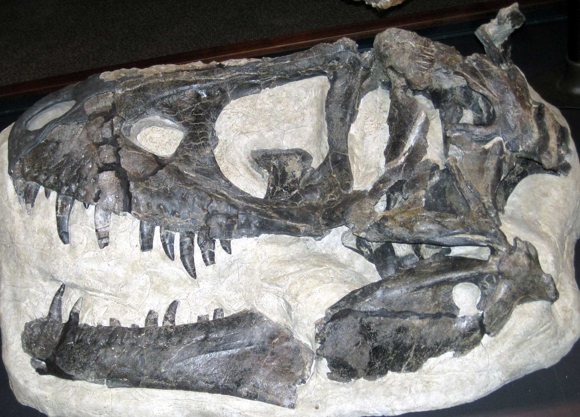 Skull of the predatory dinosaur Daspletosaurus from the Late Cretaceous Two Medicine Formation of Montana. The photo shows the skull in side view with the nose pointed to the left. The skull is robust with an open mount and large, slightly curving, pointed teeth. The skull is dark gray in color and partially embedded in off-white rock matrix.