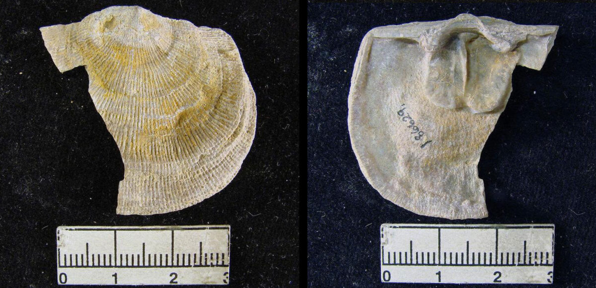 2-Panel figure showing photographs of two sides of a single valve of a brachiopod shell, outer and inner. The valve is roughly shaped like a half-circle, and the outer side of the valve has fine, radiating ridges. The valve is more than 3 centimeters wide.