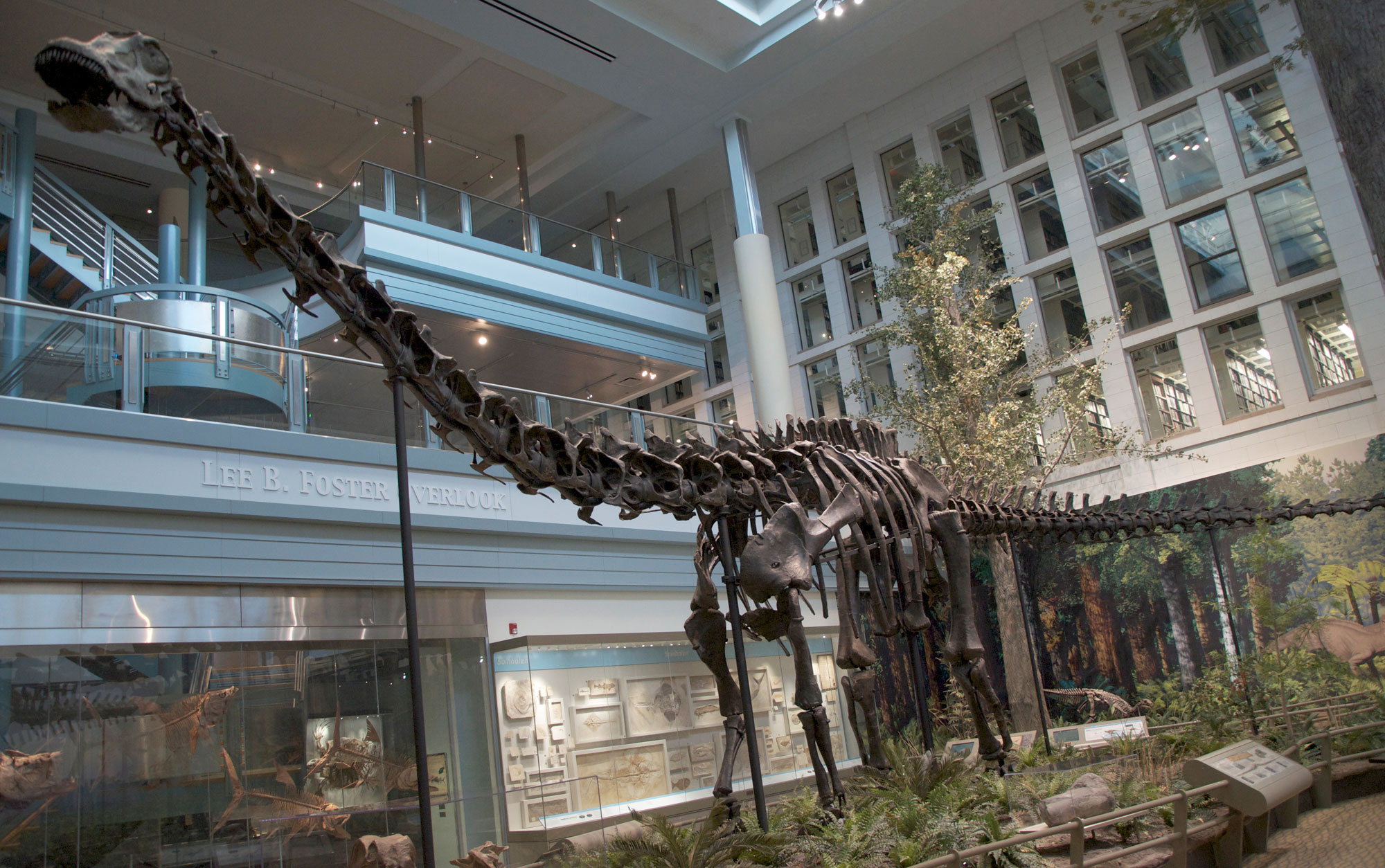 Photograph of a skeleton of a Diplodocus carnegii, a sauropod from the Morrison Formation of Wyoming, on display in a museum. The photo shows a long-necked dinosaur skeleton standing on four legs. The dinosaur's long tail is held off the ground. 