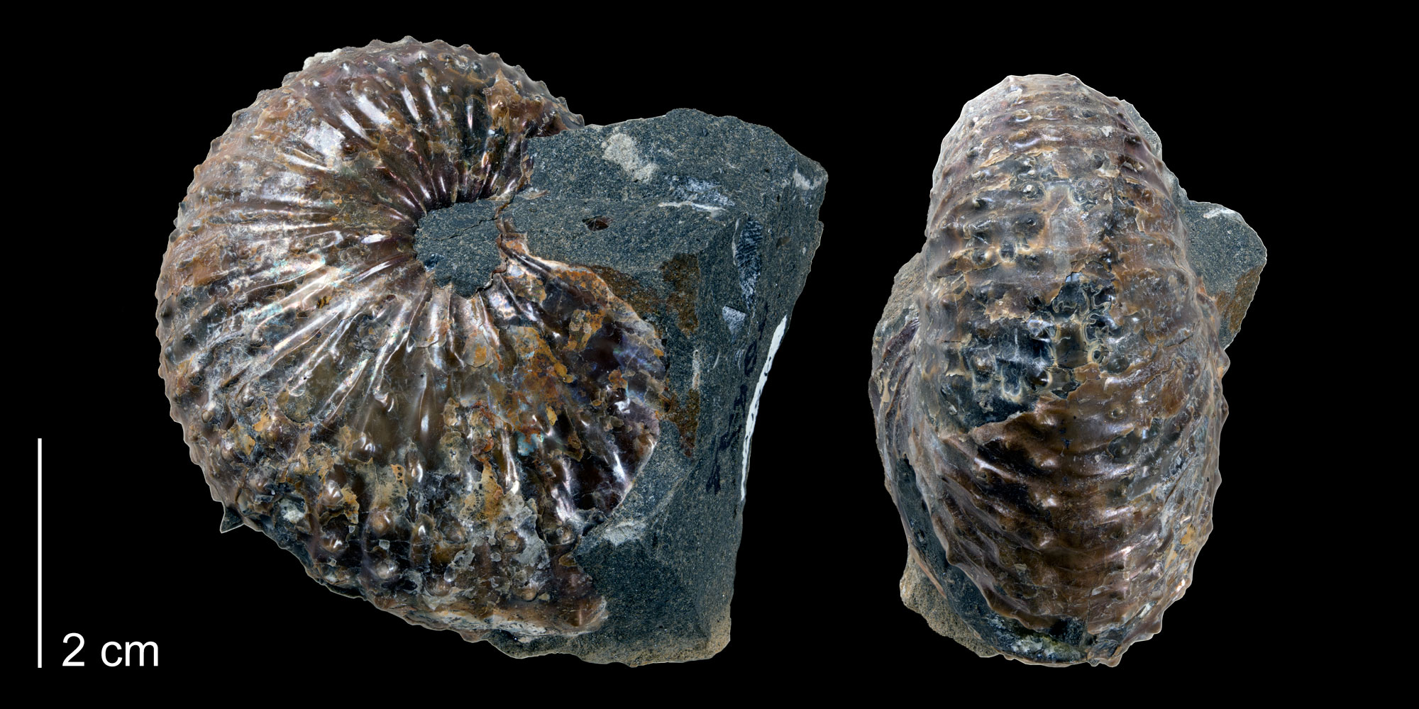 Photograph showing two views of the shell of an ammonoid from the Late Cretaceous of South Dakota. The photo shows the same shell in side view and from the narrow side. The shell has regularly spaced ridges and is brown and shiny. It is preserved on a small black stone.