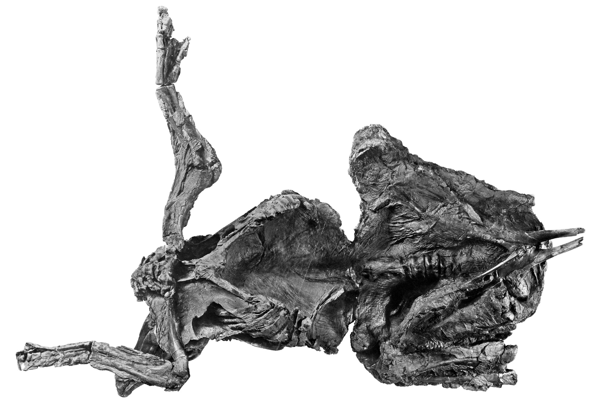 Black and white photograph of a mummy of the duck-billed dinosaur Edmontosaurus annectens from the Late Cretaceous of Wyoming. The photo shows a dinosaur on its back. One forelimb is bent forward at a 90-degree angle at the elbow; the other is extended straight out to the side. The hind legs are not fully preserved. Nearly the whole specimen appears to be covered with a layer of fossilized soft tissue.