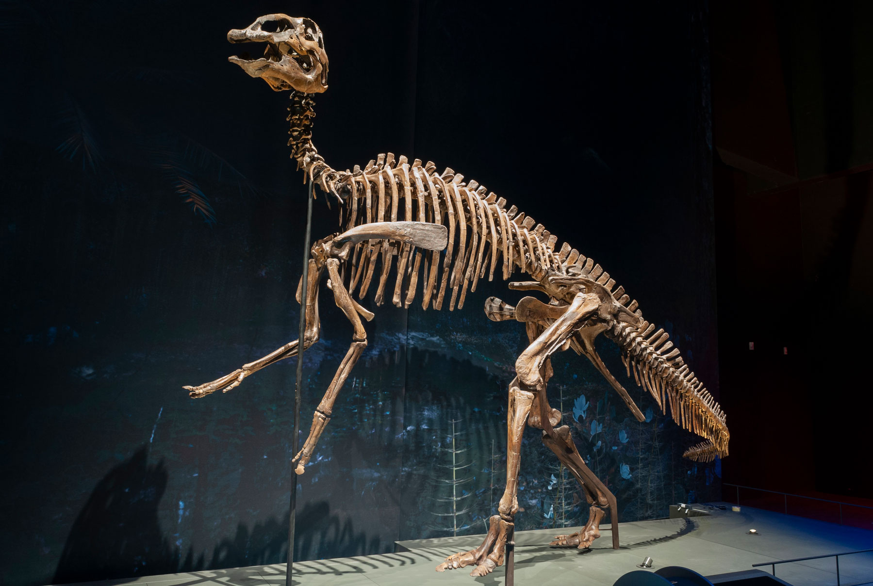 Photograph of an Edmontosaurus specimen from the Cretaceous of South Dakota on display in a museum. The photo shows an animal rearing up on its longer hind legs, with its shorter front legs not touching the ground. The animal's neck is elongated, and the skull has a bill-like snout. The tail is long and held off the ground.