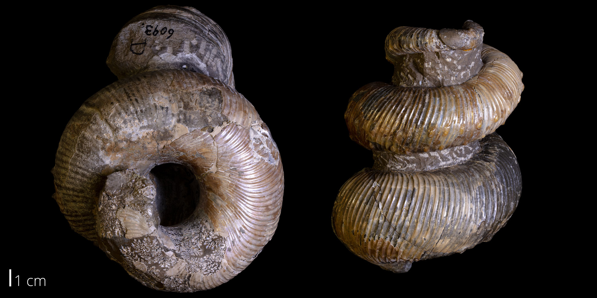 Photos showing two views of a heteromorph ammonoid shell from the Late Cretaceous of South Dakota. The photo shows the shell from the base (near the aperature) and from the side. The shell forms a loose coil. It is light brown to black in color and shiny. In the center of the shell is a pillar of the original rock matrix, which is brown.