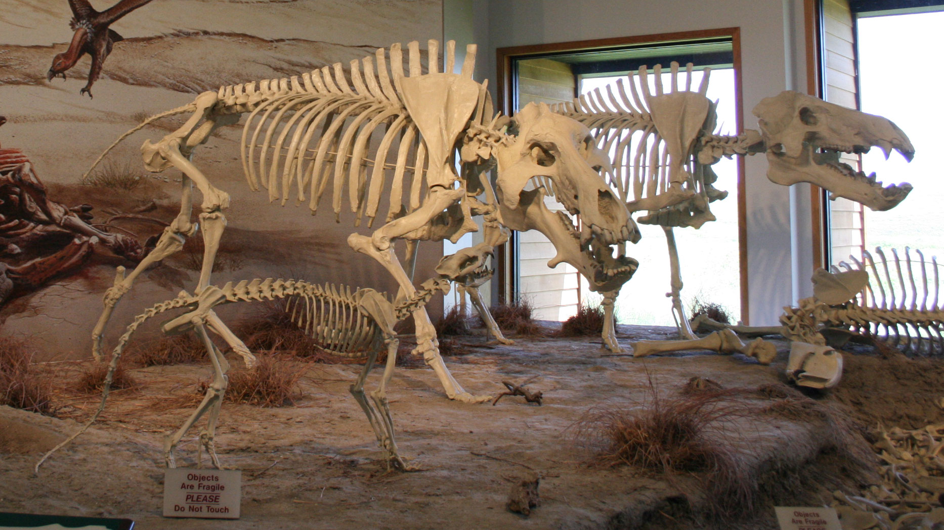 Photograph of a diorama at Agate Fossil Beds National Monument, Nebraska. The diorama shows reconstructions of four skeletons: two entelodonts ("hell pigs") standing side-by side, with a beardog also standing nearby. Laying on the ground in the background is a skeleton of a large Moropus. A painting in the background shows a vulture flying toward a kill.