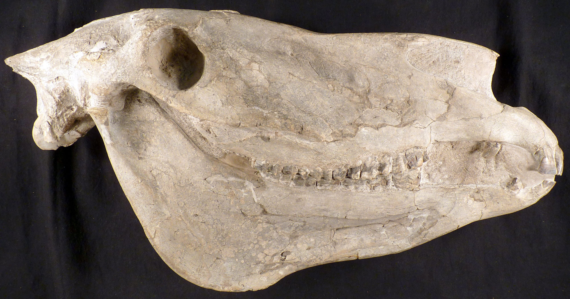 Photograph of the skull of a Hagerman horse shows from the side. 
