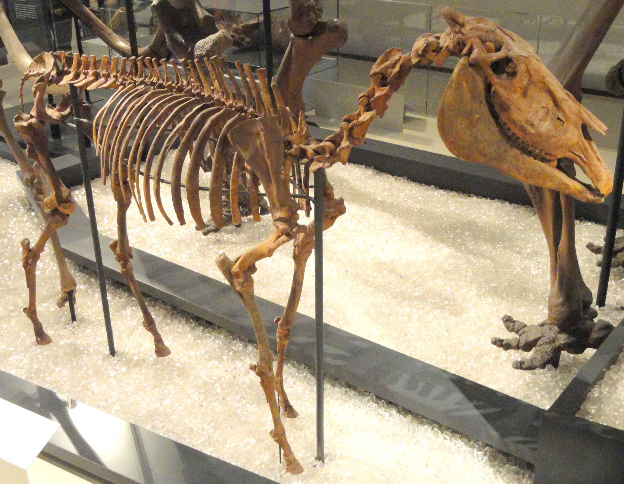 Photograph of a mounted skeleton of a Hagerman horse from the Pliocene of Idaho on display in a museum. The photo shows a complete horse skeleton mounted standing on four long legs, each ending in a hoof with one toe. The tail is short, the neck elongated, and the skull robust with a large lower jaw.