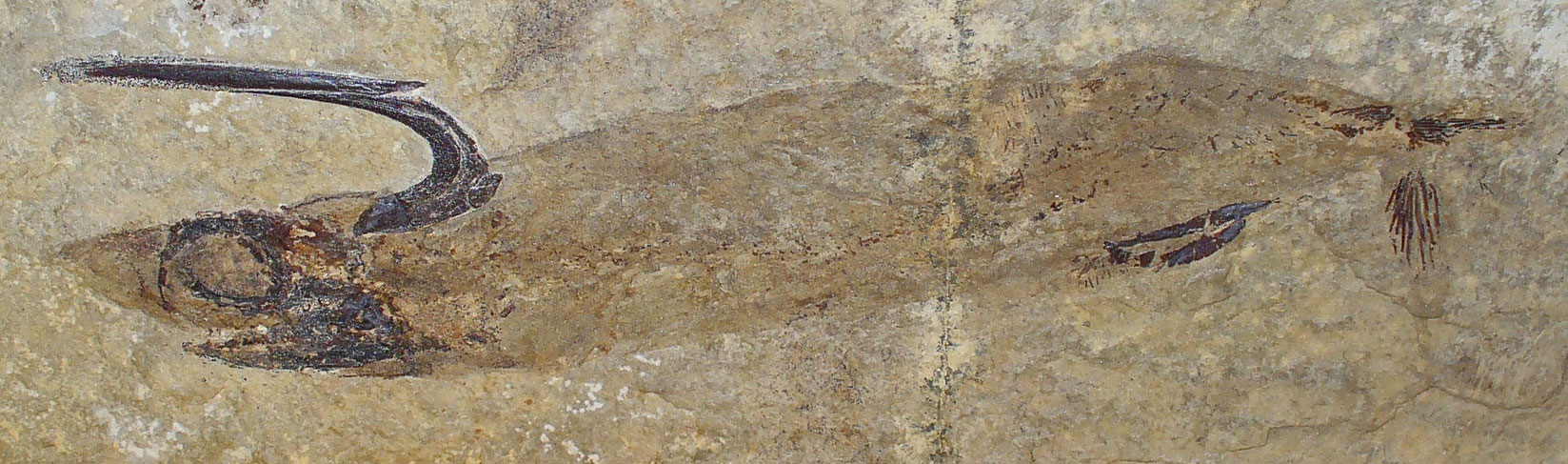 Photograph of a fossil fish from the Mississippian Bear Gulch fauna of Montana. The photo shows a fish preserved in side view on a tan rock. The fish has a large eye and a big hook-like structure emerging from behind its head and curving forward.