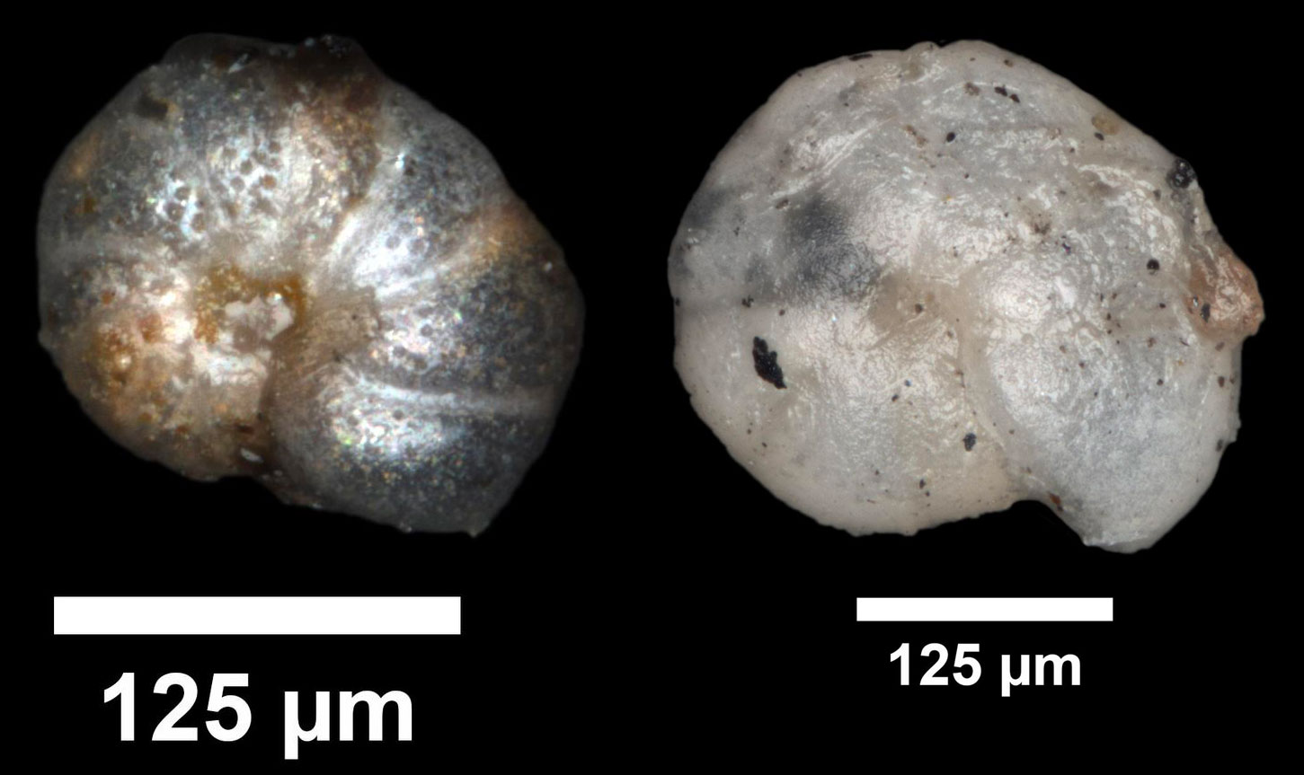 Photographs of two forams from the Late Cretaceous Pierre Shale of South Dakota. Each foram spirals in a single plain. The left gray, the right off-white. Each has a 125 micron (0.125 millimeter) scale bar.