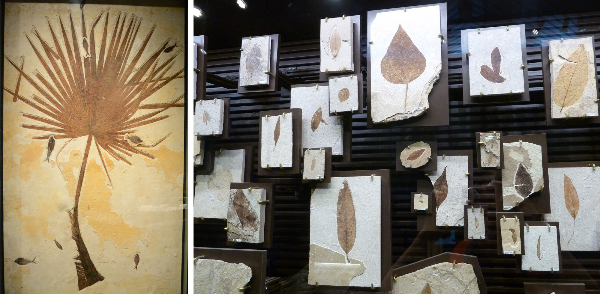 2-panel image of photographs of fossil plants from Fossil Lake, Wyoming. Panel 1: Photo of a single fossil palm leaf on display at a museum. The photo shows a single palmate leaf with a long stalk. Seven or eight fish are preserved on the slab with the leaf. Panel 2: Photograph of plant fossils on display at Fossil Butte National Monument visitor center, Wyoming. The photo shows leaf fossils preserved on rectangles of off-white rock mounted vertically on a display wall. 