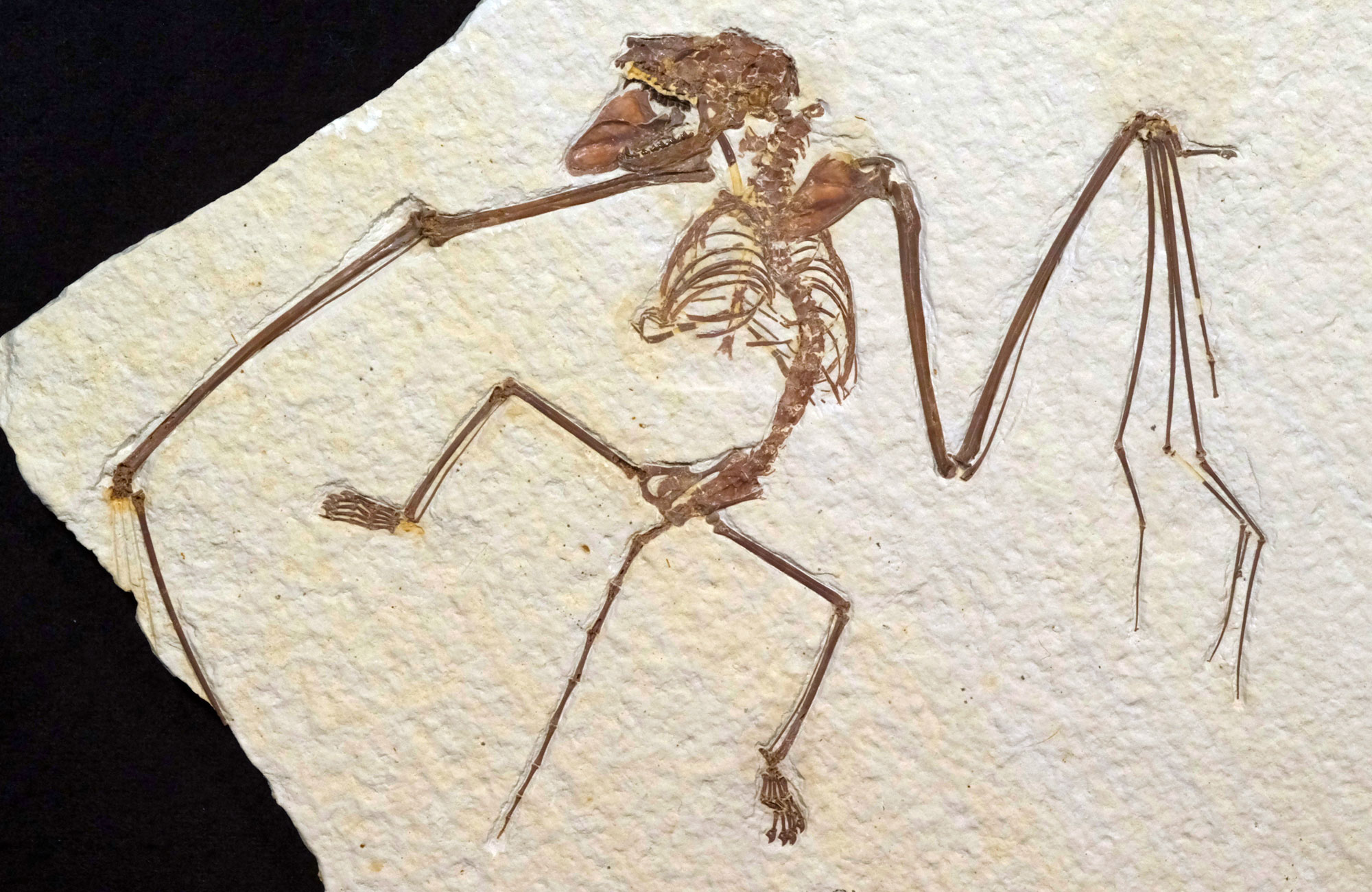 Photograph of a fossil bat from Fossil Butte National Monument, Wyoming. The photo shows a nearly complete, articulated bat skeleton made up of brown bones preserved on an off-white slab of rock. The bat's head is turned to the left. 