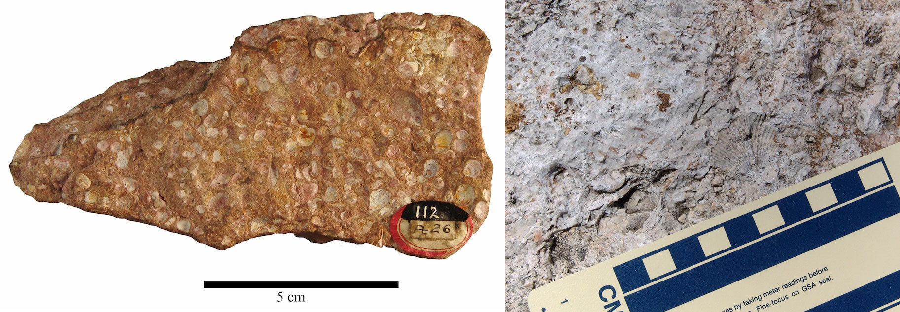 Two-panel image showing photographs of early Paleozoic fossils from South Dakota. Panel 1: Photo of a rock from the Cambrian Deadwood Formation with abundant small shells preserved on its surface. Panel 2: Photograph of a piece of Ordovician Whitewood Formation with the impression of a small brachiopod shell on its surface.