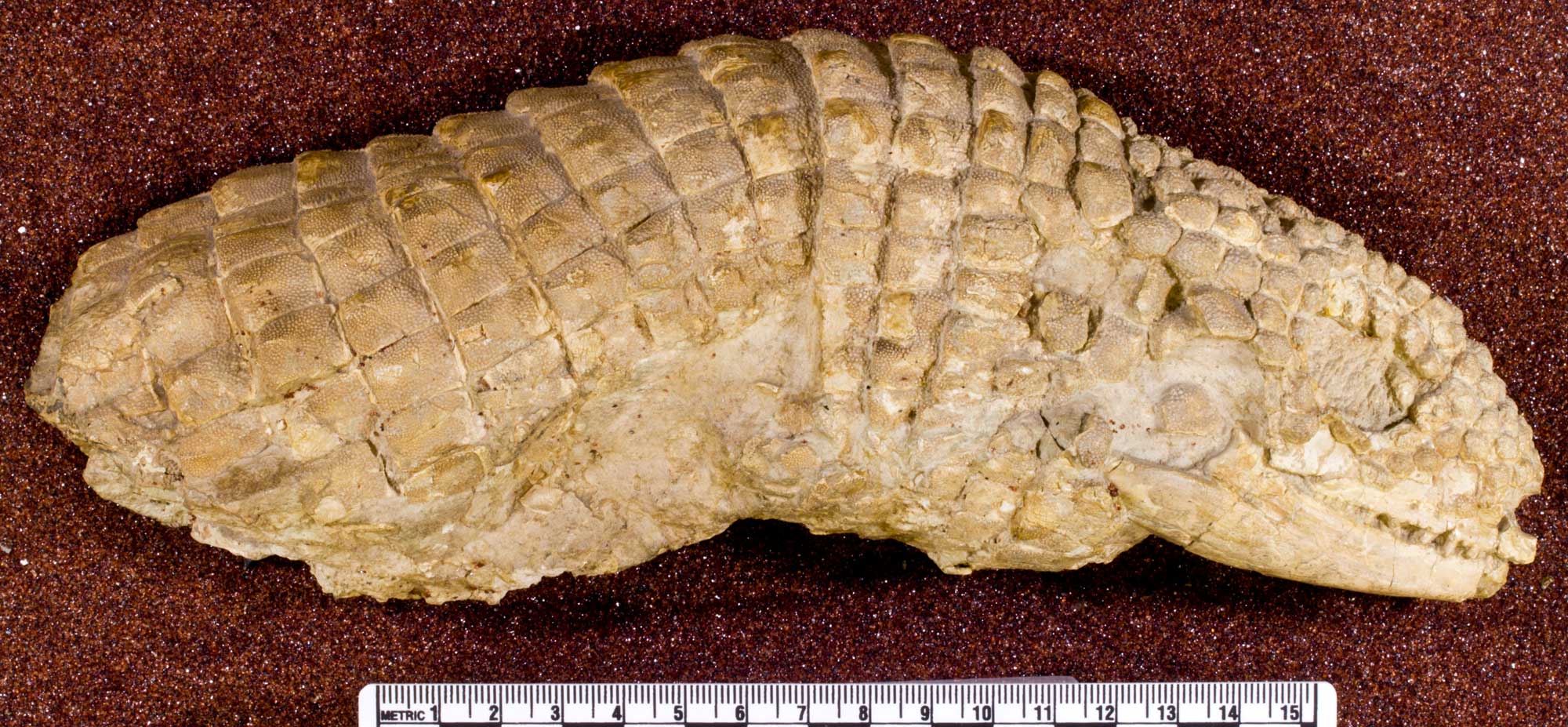 Photograph of a fossil beaded lizard from the Oligocene White River Group of Wyoming. The photo shows the front part of the lizard, including the skull, covered with osteoderms (bony plates). The forelimbs and back part of the body appear to be missing.