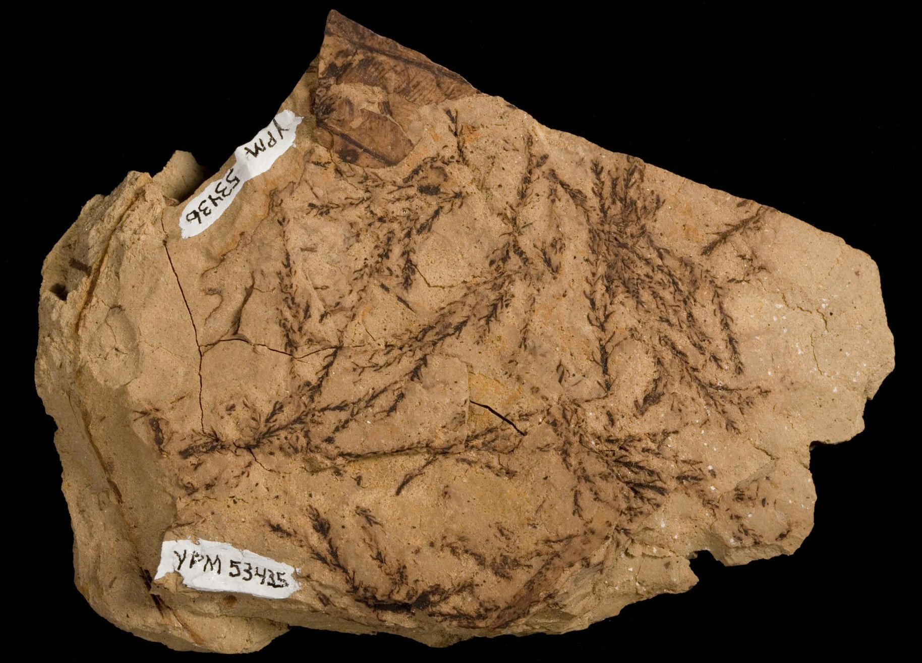 Photograph of fossil Chinese swamp cypress (Glytostrobus europaeus) branchlets with leaves. The photo shows a beige rock with randomly arranged branchlets on its surface. The branchlets have short scale or needle leaves. The branchlets and leaves are dark brown.