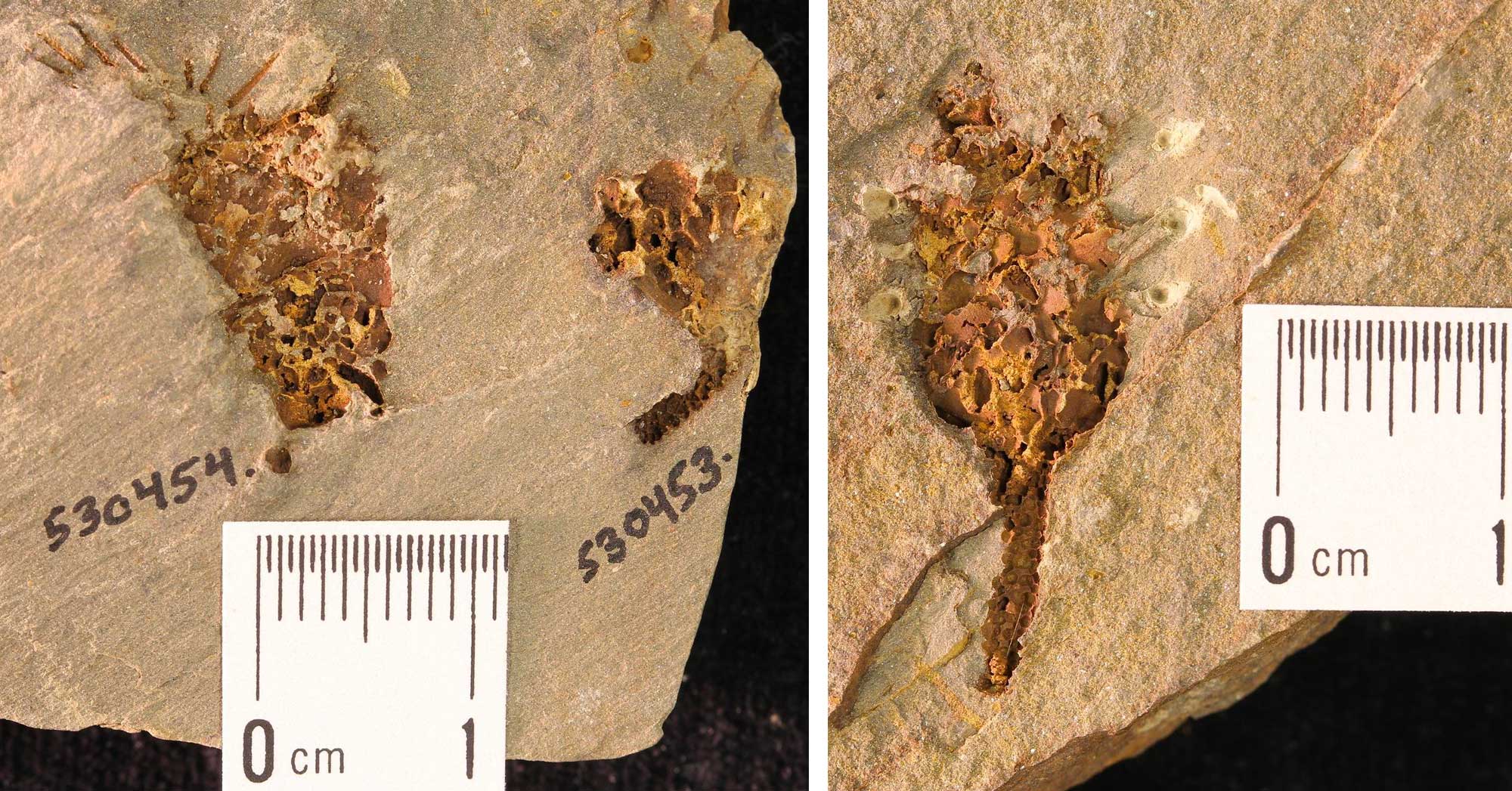 2-panel figure showing photos of the fossil echinoderm Golgia palmeri from the Cambrian southeastern Idaho. Panel 1: A portion of a rock preserving two Golgia specimens. The better-preserved specimen has a funnel-shaped calyx with think arms extending from the top. The other specimen retains a portion of its stalk. Panel 2: A portion of a rock preserving a poorly preserved specimen of Golgia. The specimen has a calyx attached to a piece of the stalk. The stalk appears to be made up of a series of stacked disks.