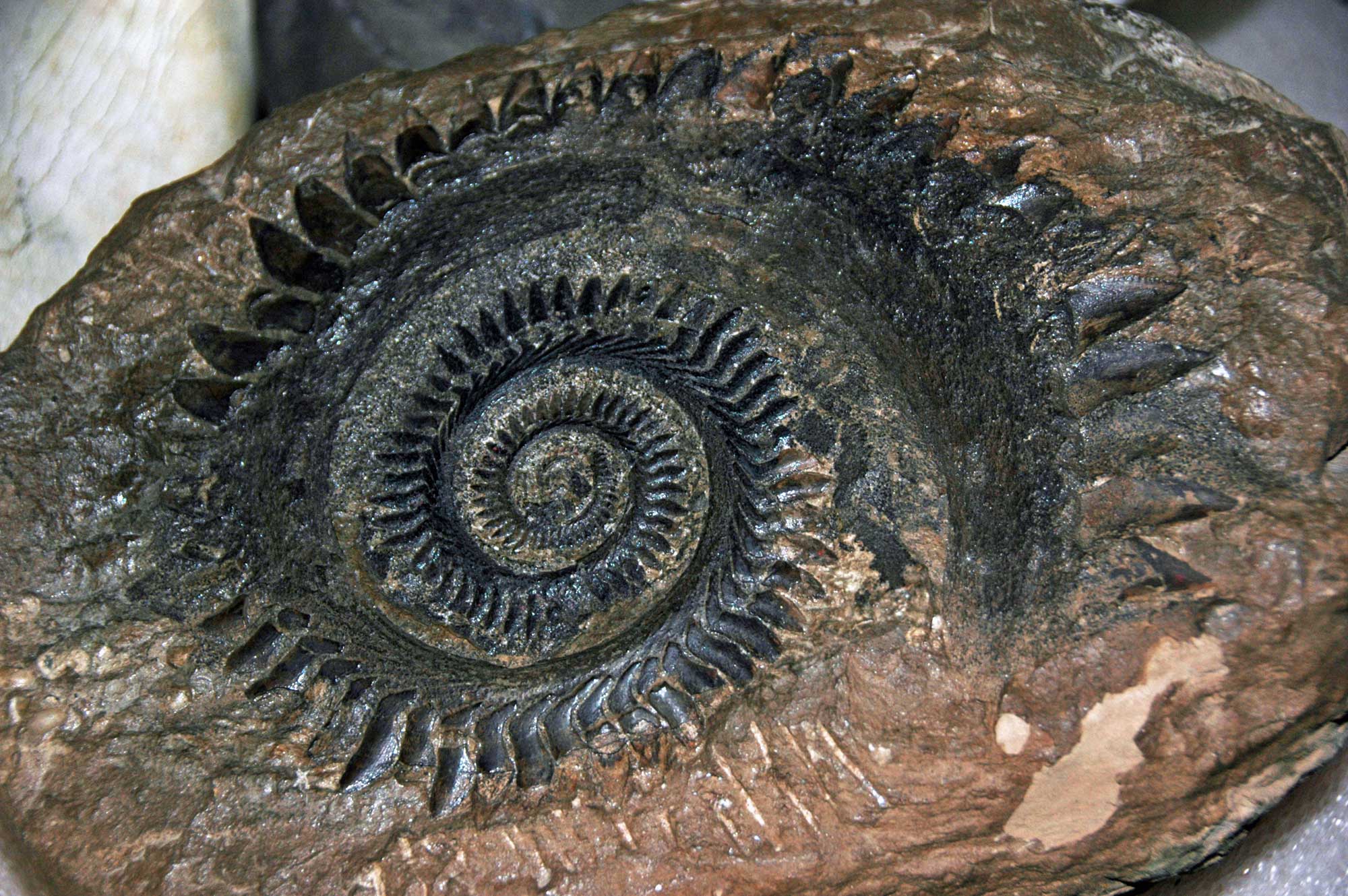 Photograph of the tooth whorl of a shark from the Permian of Idaho. The photo shows teeth arranged in a spiral, with their tips pointed outward and their bases inward. 