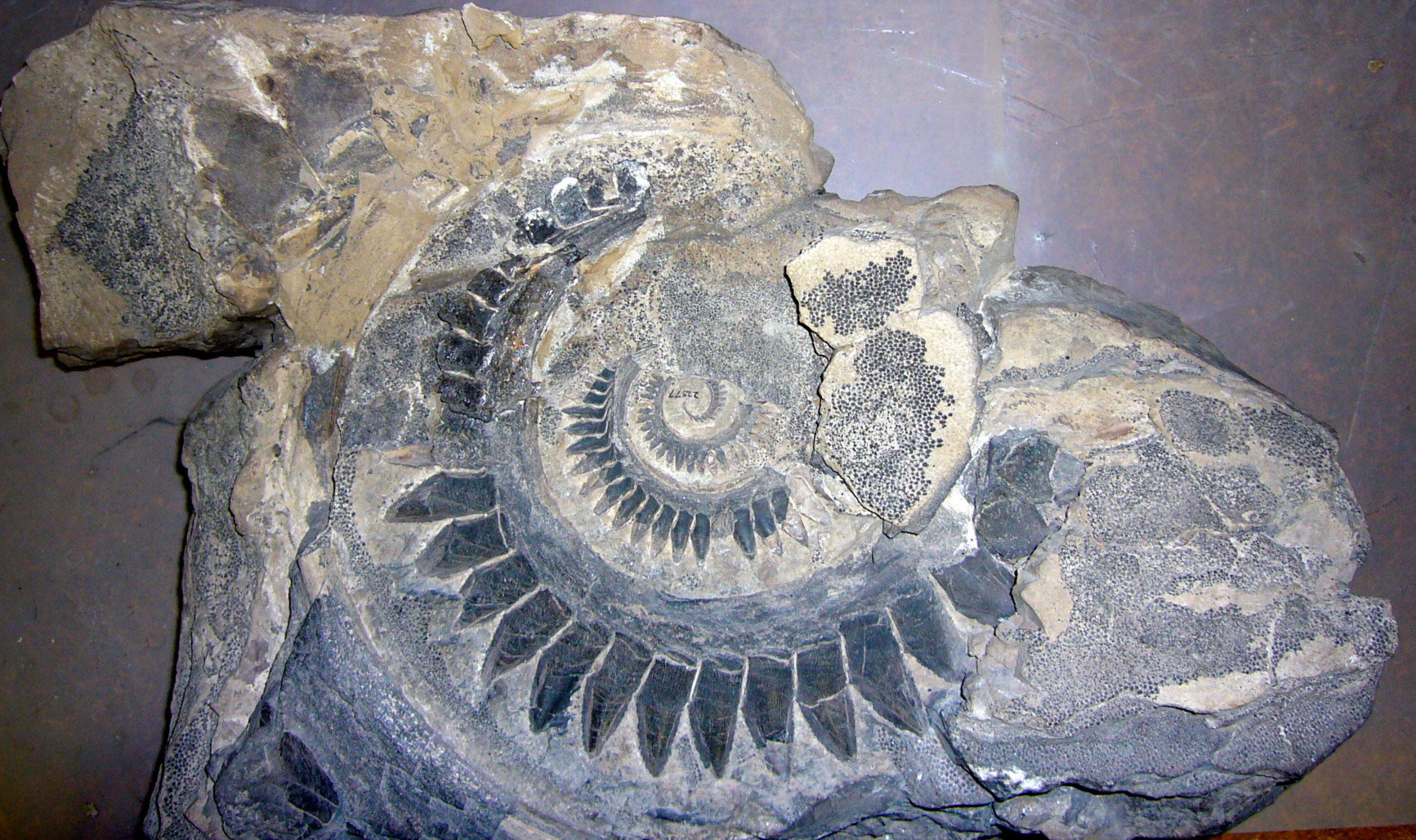 Photograph of the tooth whorl of a shark from the Permian of Idaho. The photo shows teeth arranged in a spiral, with their tips pointed outward and their bases inward. Gray areas around the teeth, some appearing pebbly, are presumably other parts of the shark.