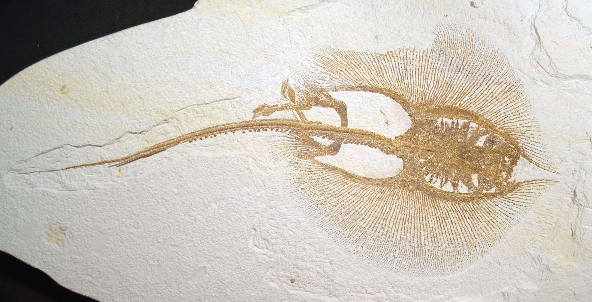 Photograph of a fossil freshwater stingray from Eocene Fossil Lake, Wyoming. The photo shows a nearly complete fossil stingray with its head pointed to the right and its tail to the left. The animal has a roughly circular body with a long tail and pointed snout.