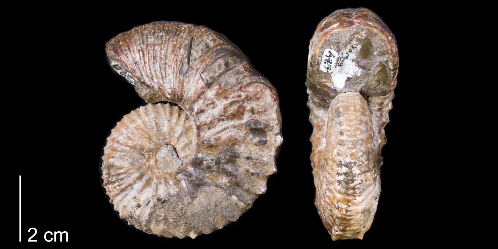 Photographs showing two views of the shell of an ammonoid from the Late Cretaceous of South Dakota. The photos show the same shell in side view and from the narrow side, with the aperture (opening) facing the camera and at the top of the shell. The shell has regularly spaced ridges and is light brown and shiny. 