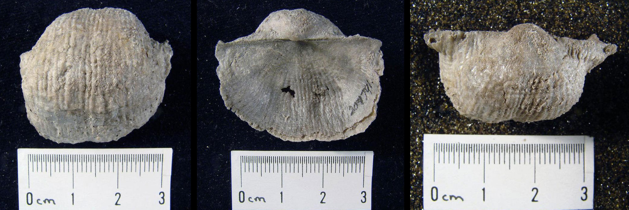 Image made up of photographs of a brachiopod shell from the Mississippian Arco Hills Formation of Idaho in three views, from above, from below, and from the hinge (with shell upside down). The shell is flat on the bottom and strongly curved on the top. The upper valve has fine parallel ridges, with lower valve even finer parallel ridges. The shell is a little over 3 centimeters wide.