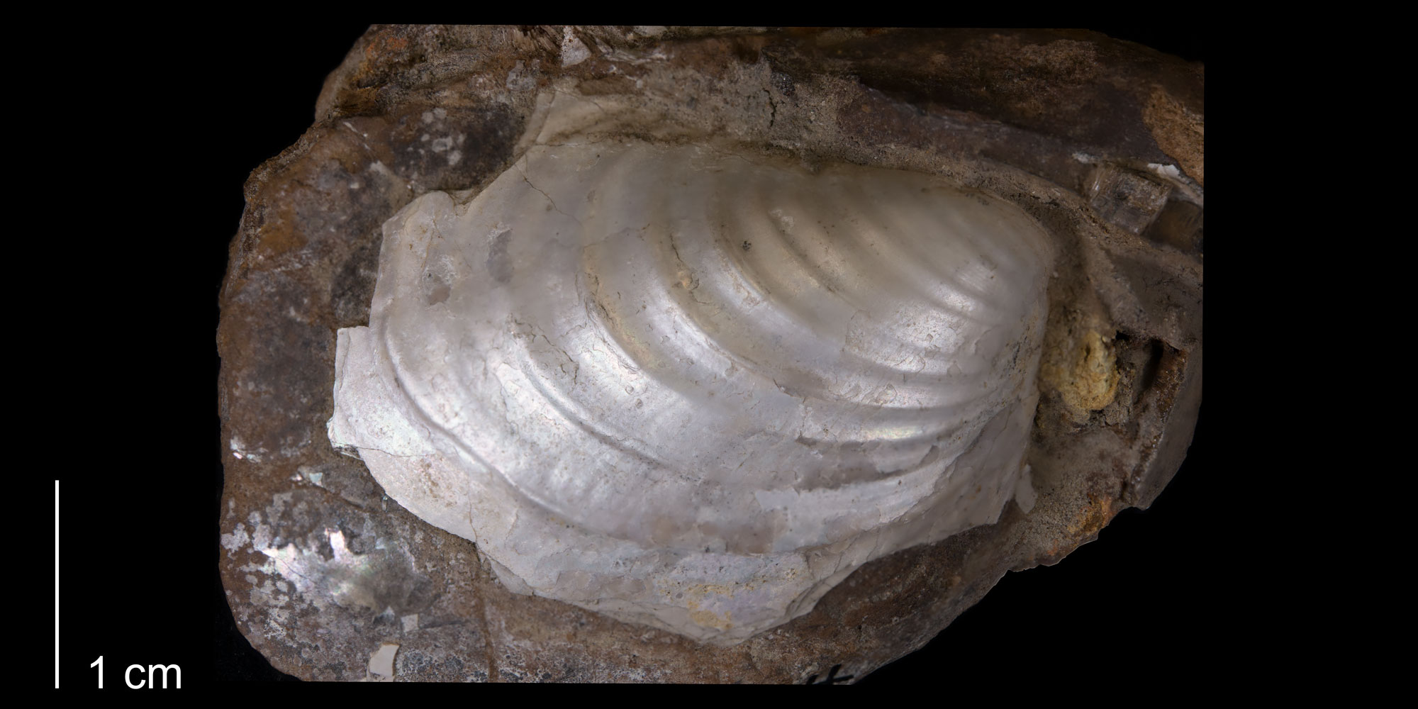 Photograph of the shell of Inoceramus sagensis, a bivalve from the Late Cretaceous Pierre Shale of South Dakota. The photo shows a white shell with concentric ridges preserved on a brown rock. The scale bar is 1 centimeter (size of shell is estimated at several centimeters).