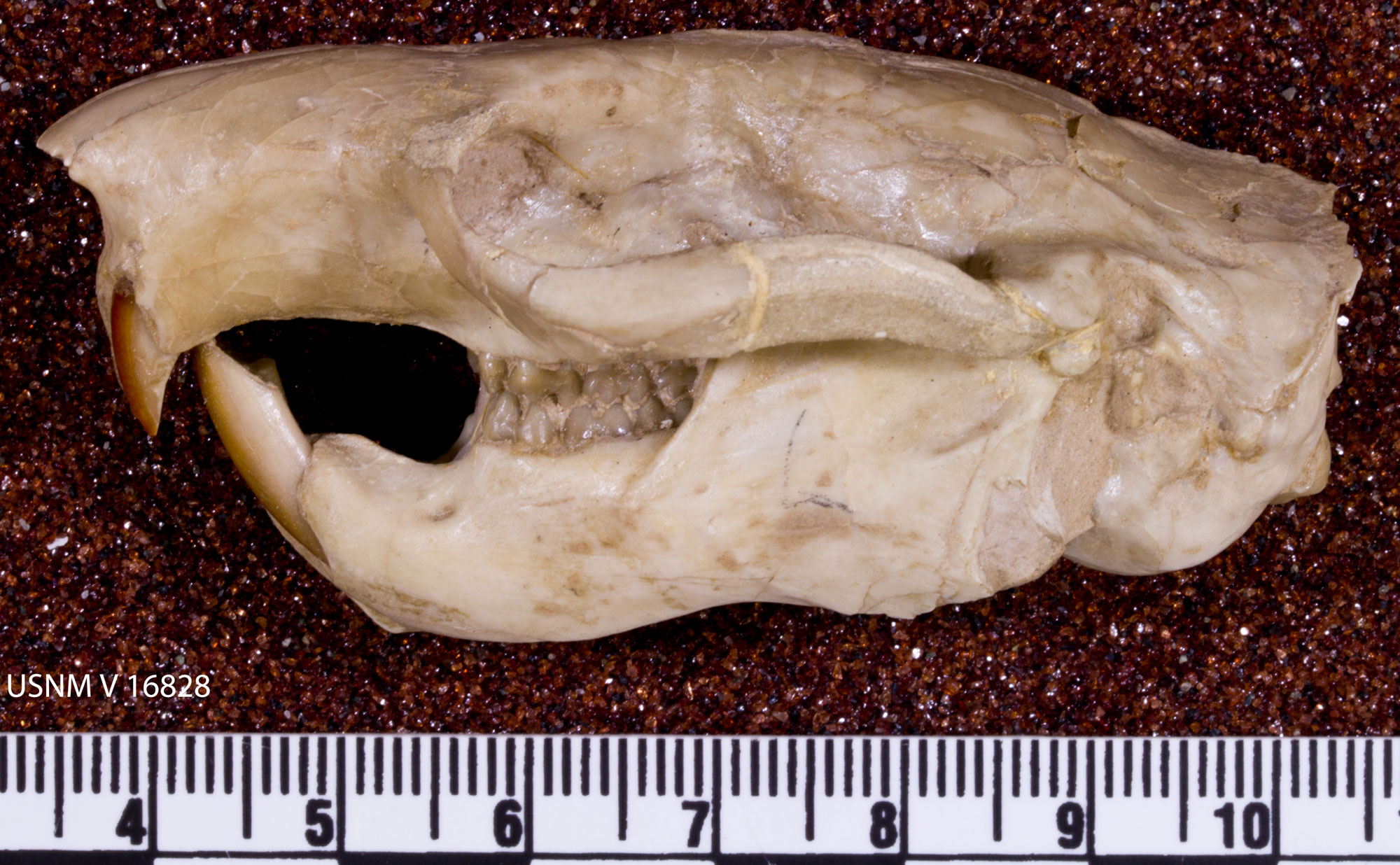 Photograph of a fossil rodent skull from the Oligocene White River Group of Wyoming. The photo shows the skull is side view, with the nose pointed to the left. The skull has the large upper and lower incisors characteristic of a rodent. The total length of the skull is about 7 centimeters, as indicated by a metric ruler at the bottom of the image.