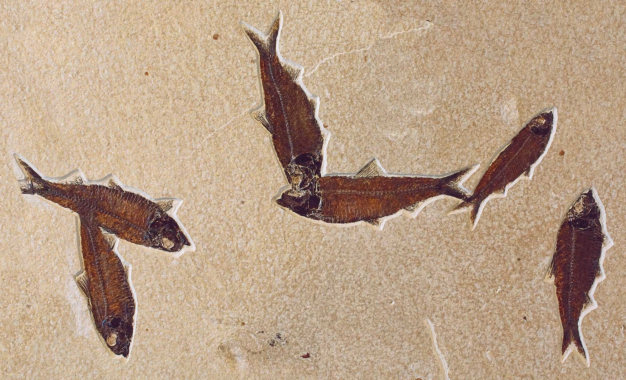 Photograph of a slab of six fossil fish from Fossil Butte National Monument, Wyoming. The fish are each nearly complete and brown in color. The are preserved on a beige slab of rock and oriented with their heads in different directions.