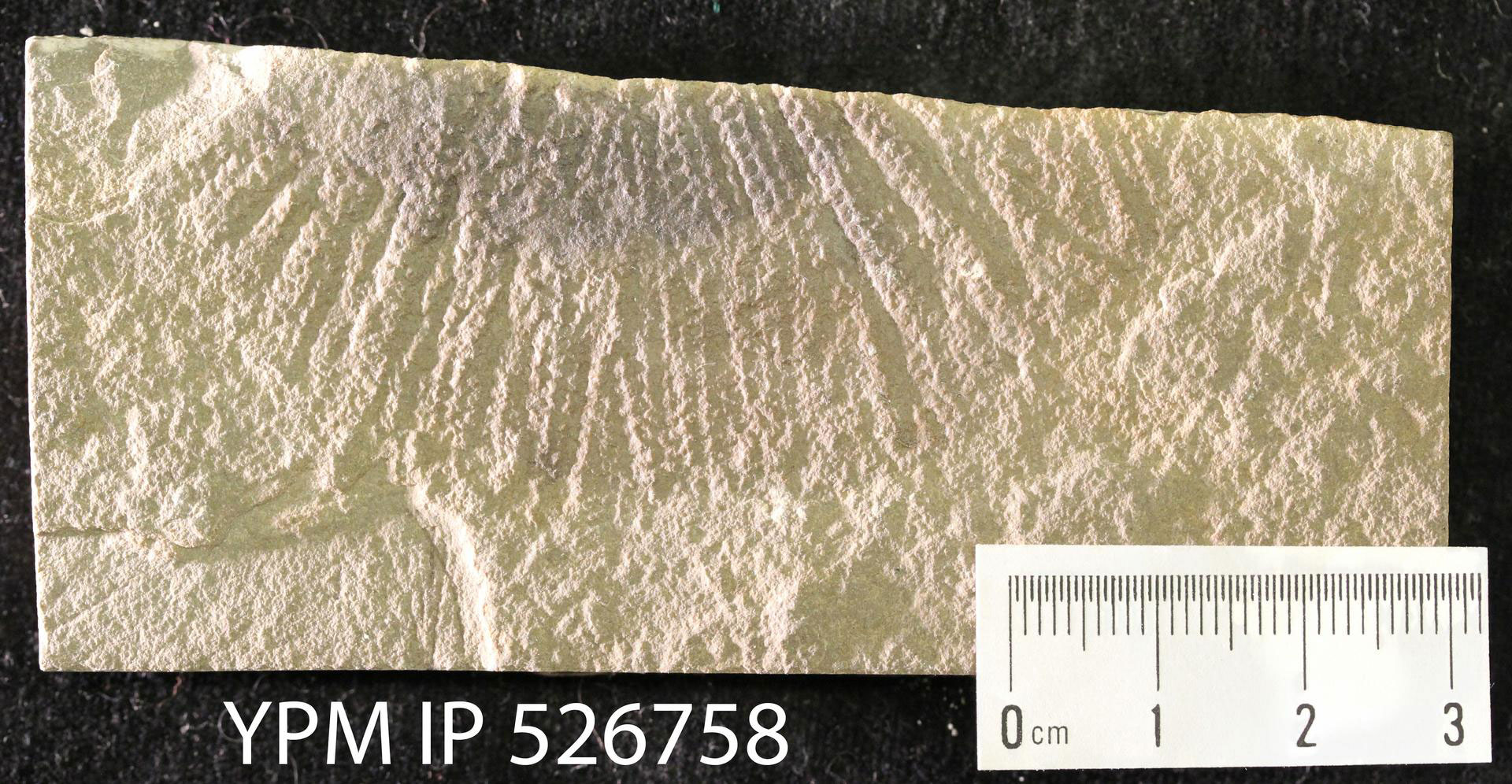 Photograph of Lepidastrella, a Cambrian echinoderm from the Mississippian Bear Gulch fauna of Montana. The photo shows a tan rock with an impression of part of a radially symmetrical animal with multiple radiating arms. Scale bar is 3 centimeters.