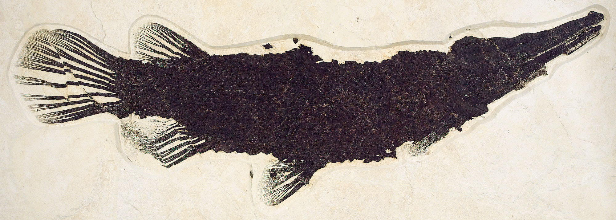 Photograph of a fossil gar (a type of fish) from Fossil Lake, Wyoming. The gar is nearly complete and is preserved covered with large scales. The head is pointed to the right and the tail to the left. The fish is preserved in off-white stone.