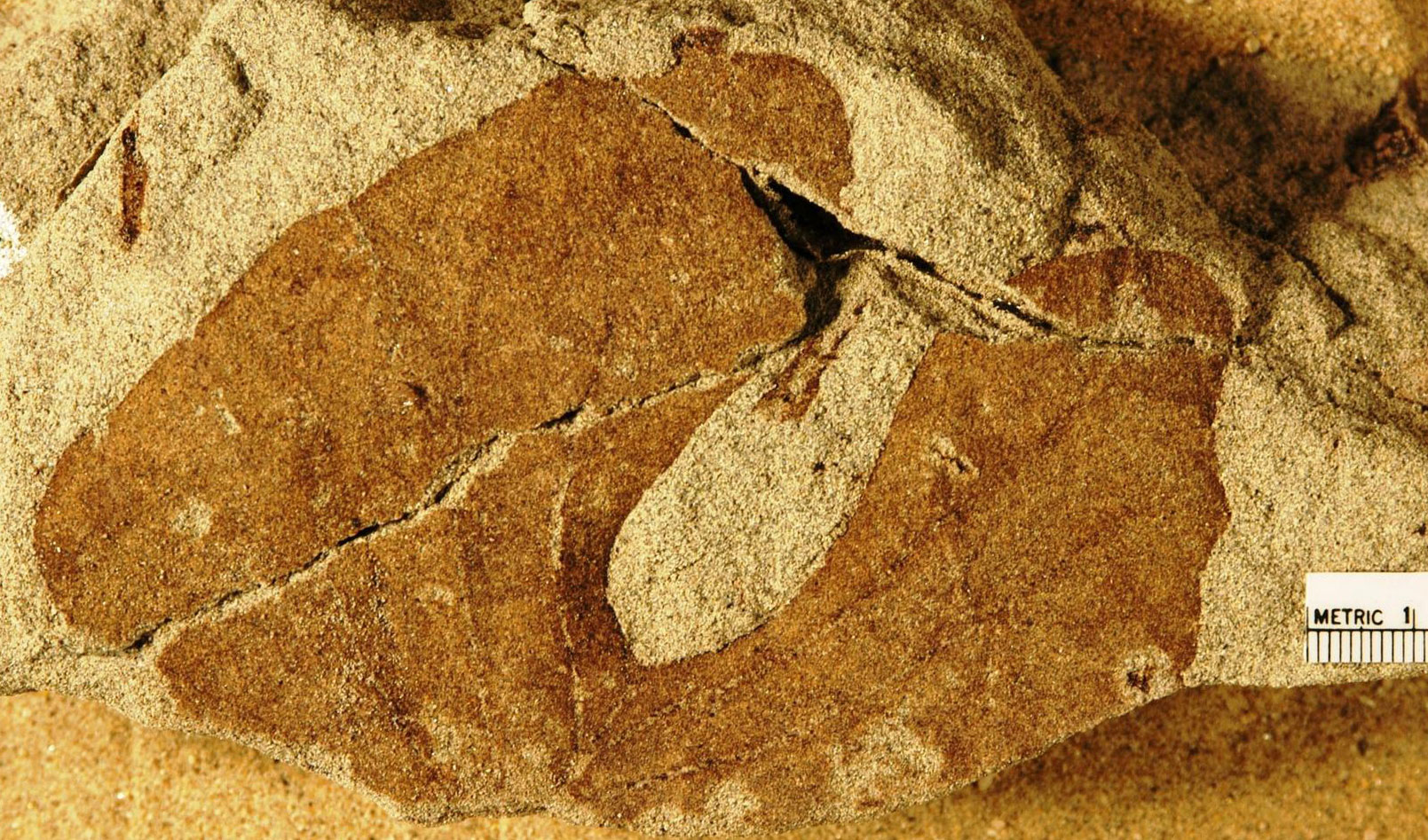 Photograph of a fossil tulip-poplar-like leaf from the Cretaceous Hell Creek Formation of North Dakota. The photo shows a deeply bilobed leaf with an otherwise smooth margin preserved in a sandy rock matrix. The leaf is orangish-brown, the matrix tan.
