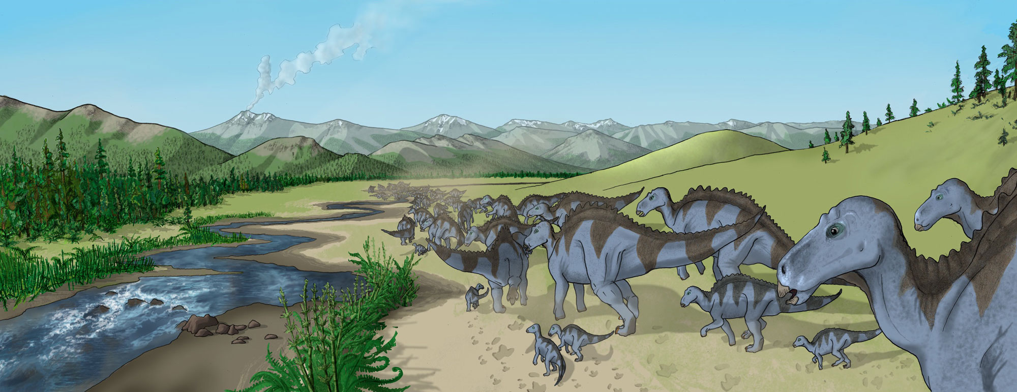 Color illustration of a herd of Maiasaura near a river with mountains in the distance. The herd includes adults and juveniles of various sizes. The animals have larger rear legs and shorter forelimbs. They walk on two or four legs. They are blue-gray in color with thick brown stripes and a brown stripe down their back.