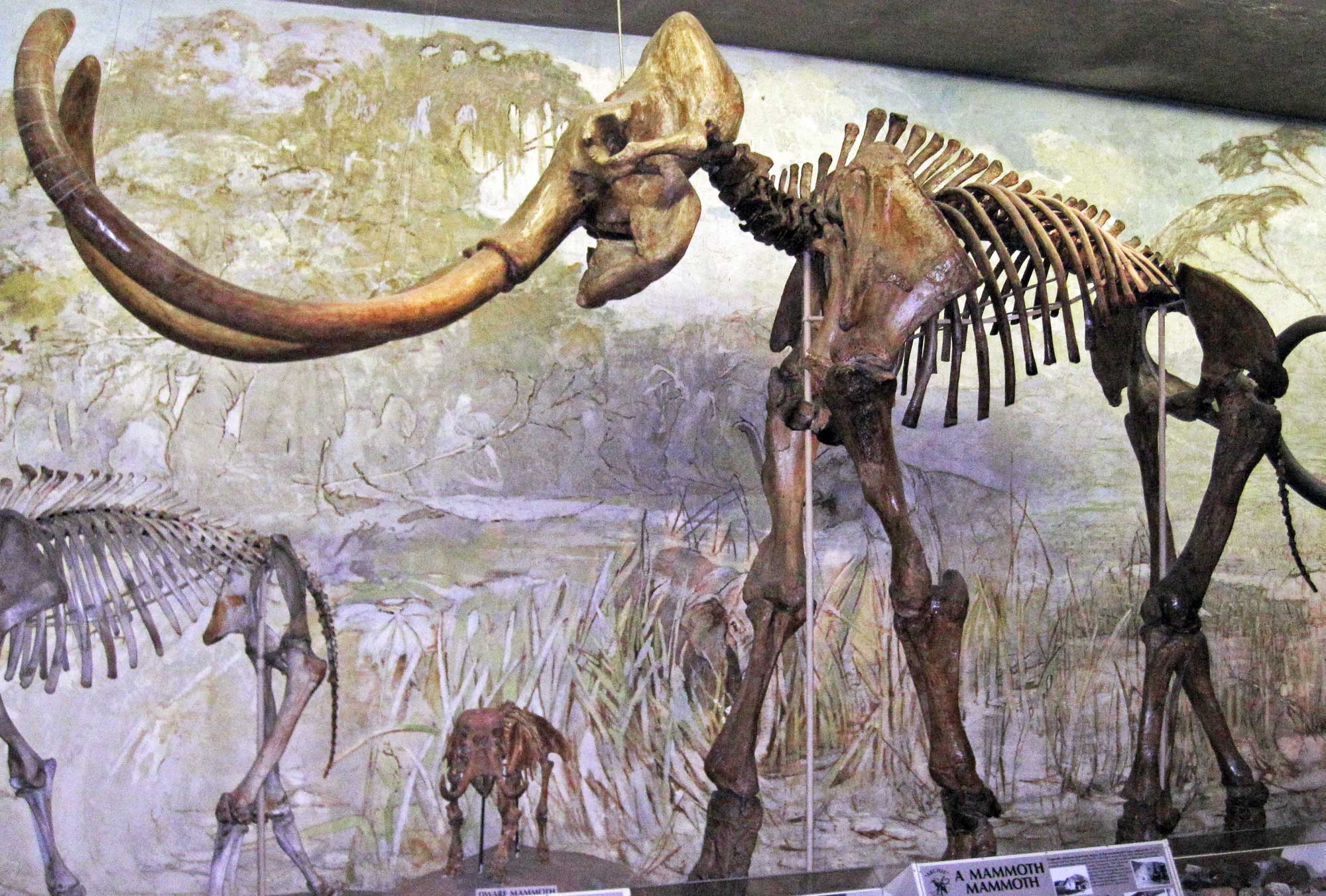 Photograph of the skeleton of Archie, a Columbian mammoth, on display in a museum. The photo shows the mounted skeleton of a large elephant-like animal in a walking pose.