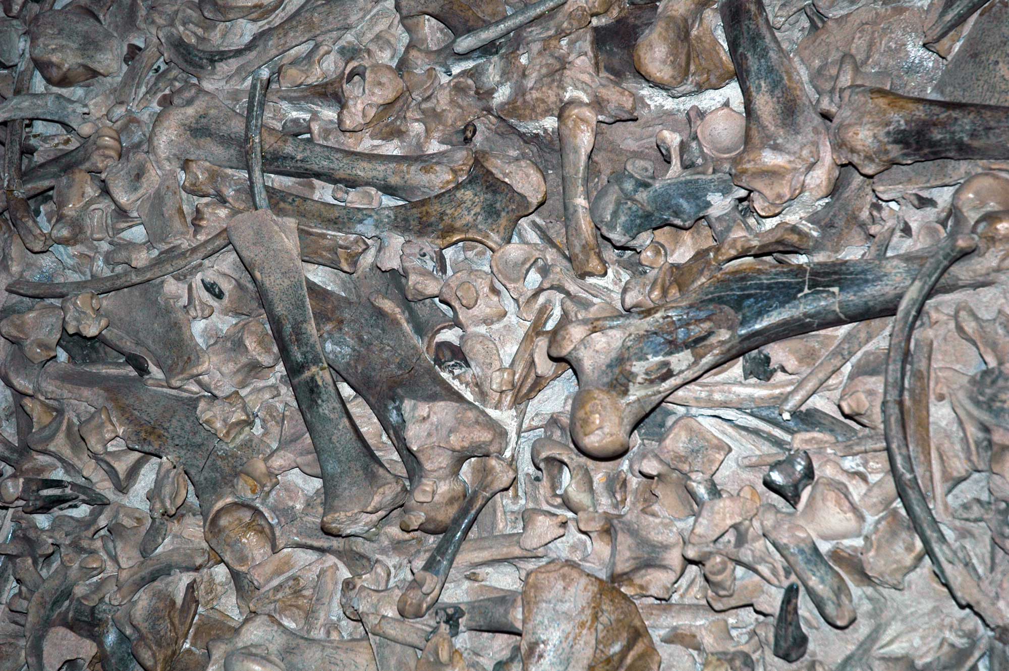 Photograph of a bed of Miocene rhino bones from the Harrison Formation of Nebraska. The photo shows a dense jumble of brown to black bones preserved on the surface of a rock.