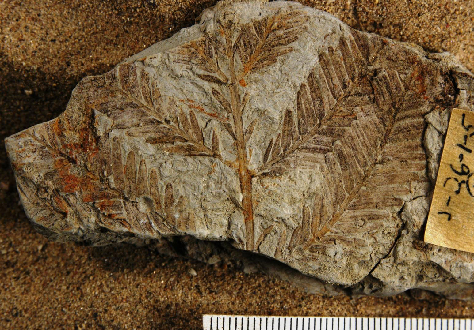 Photograph of a fossil dawn redwood from the Paleocene of North Dakota. The photo shows a rock preserving an impression of a small branch with lateral, oppositely arranged branchlets. The branchlets have need leaves, also borne in opposite pairs. 