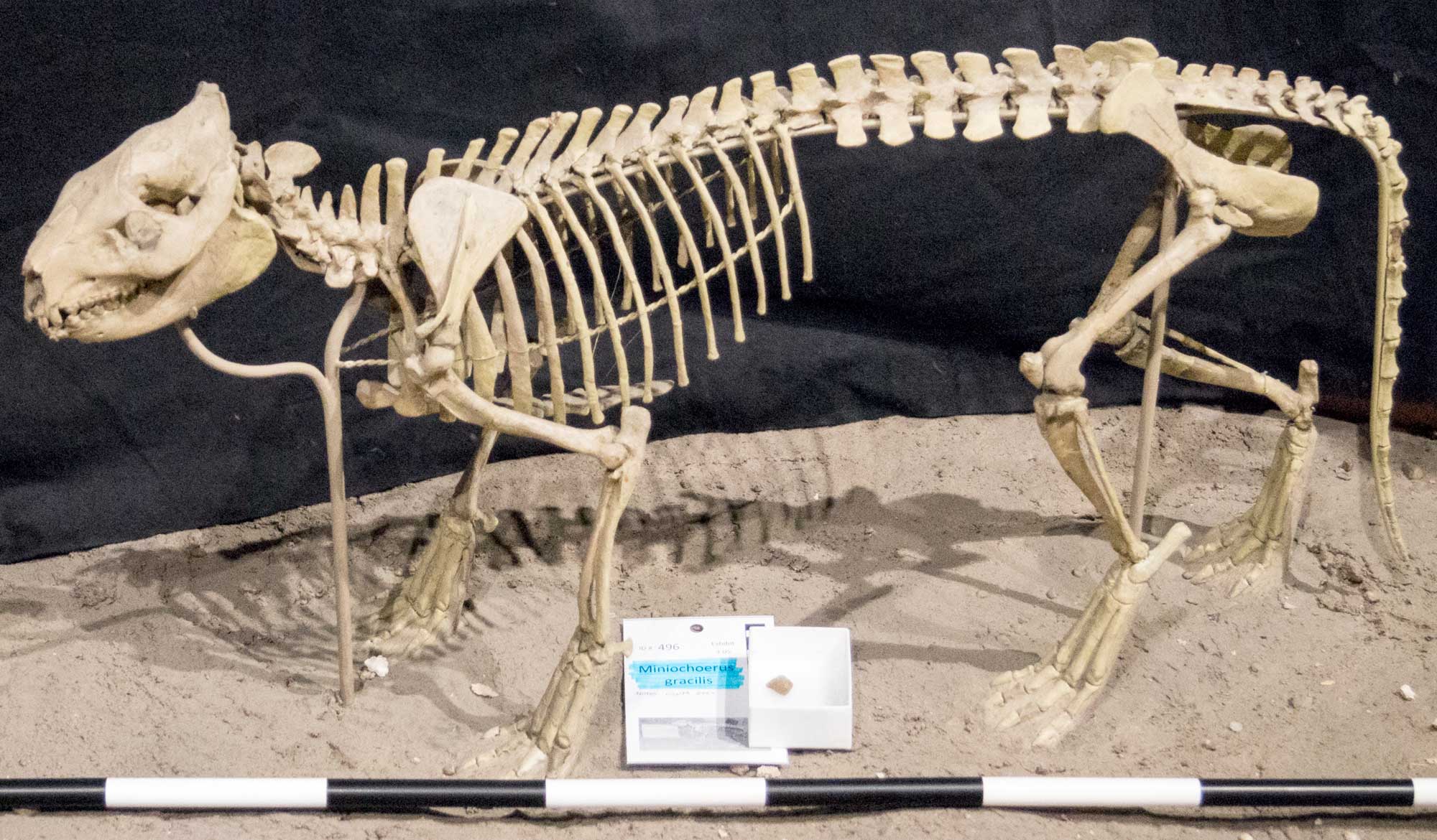 Photograph of a skeleton of an oreodont from the Oligocene White River Group of Nebraska. The photograph shows a mounted skeleton in side view, with head pointed left. The animal is standing on four legs, with a long tail drooping toward but not touching the ground. The skull is robust with smallish teeth. The scale bar appears to indicate that the animal is about 65 centimeters long with tail hanging down. 